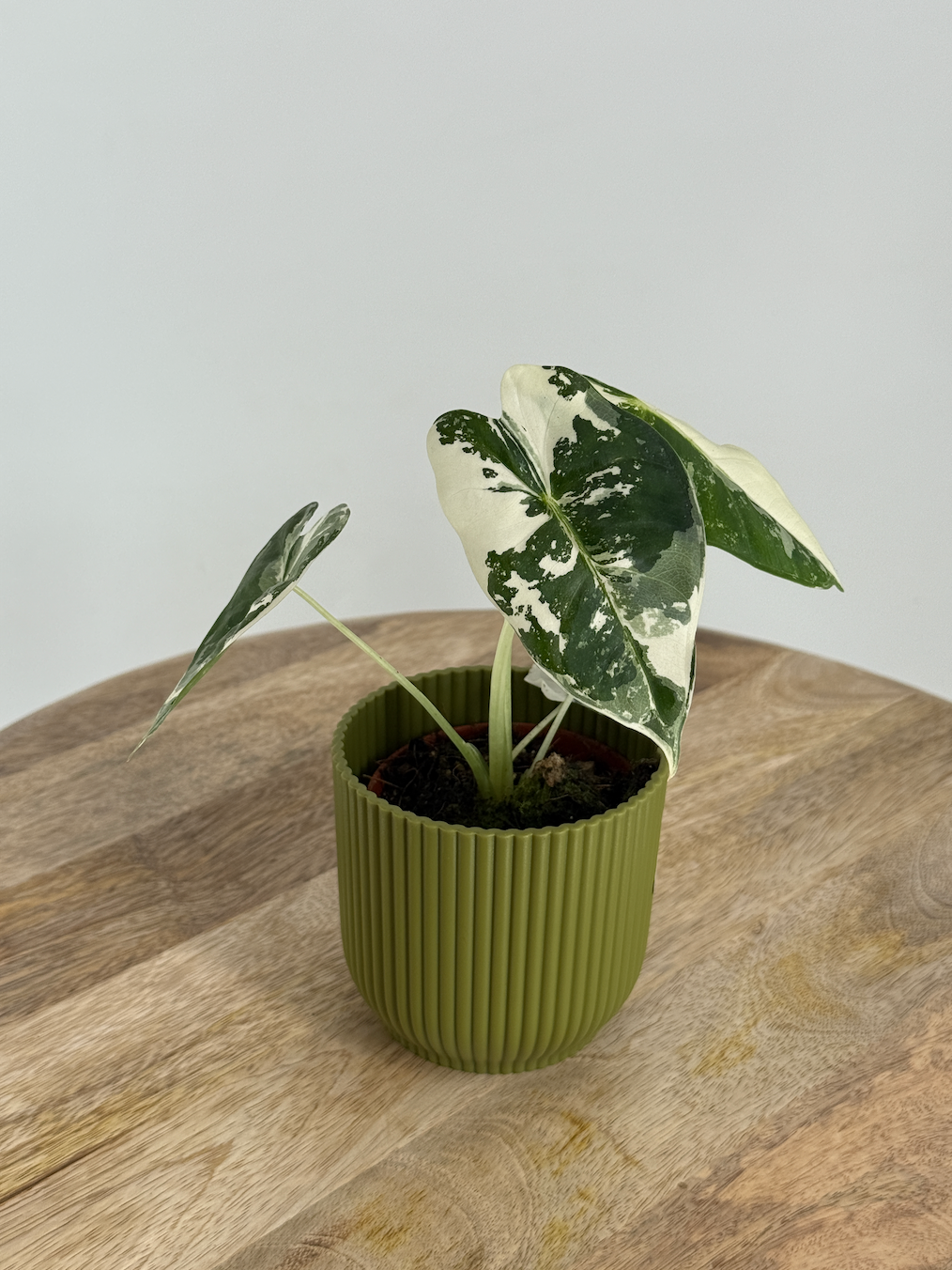 ALOCASIA FRYDEK VARIEGATA M8