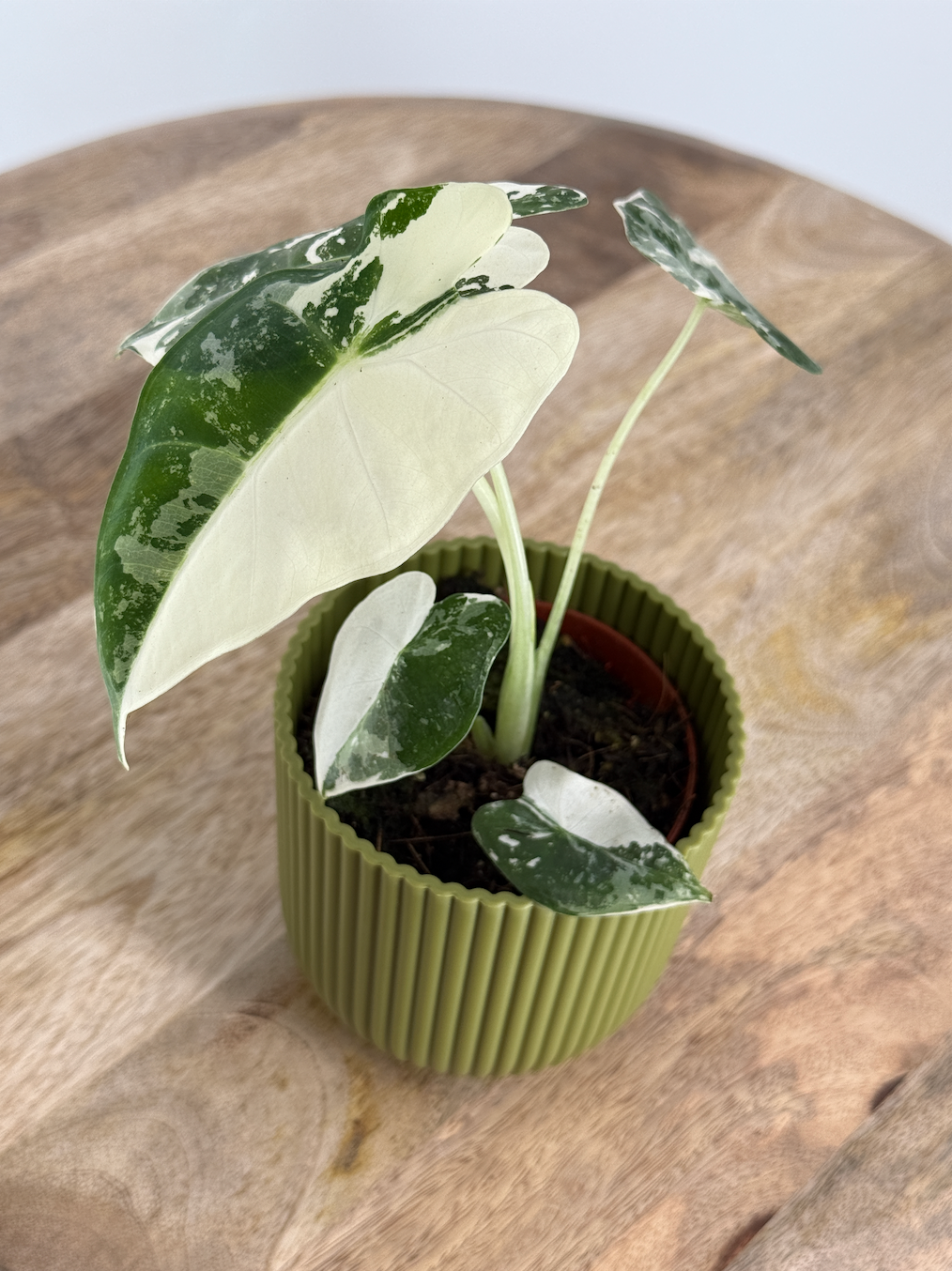 ALOCASIA FRYDEK VARIEGATA M8