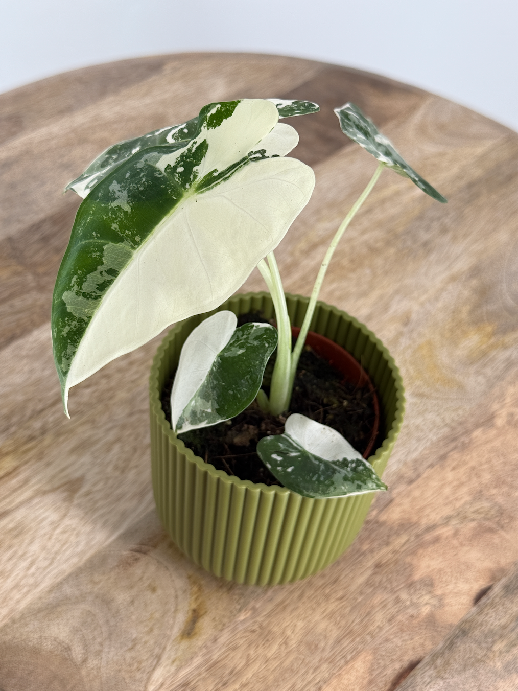 ALOCASIA FRYDEK VARIEGATA M8