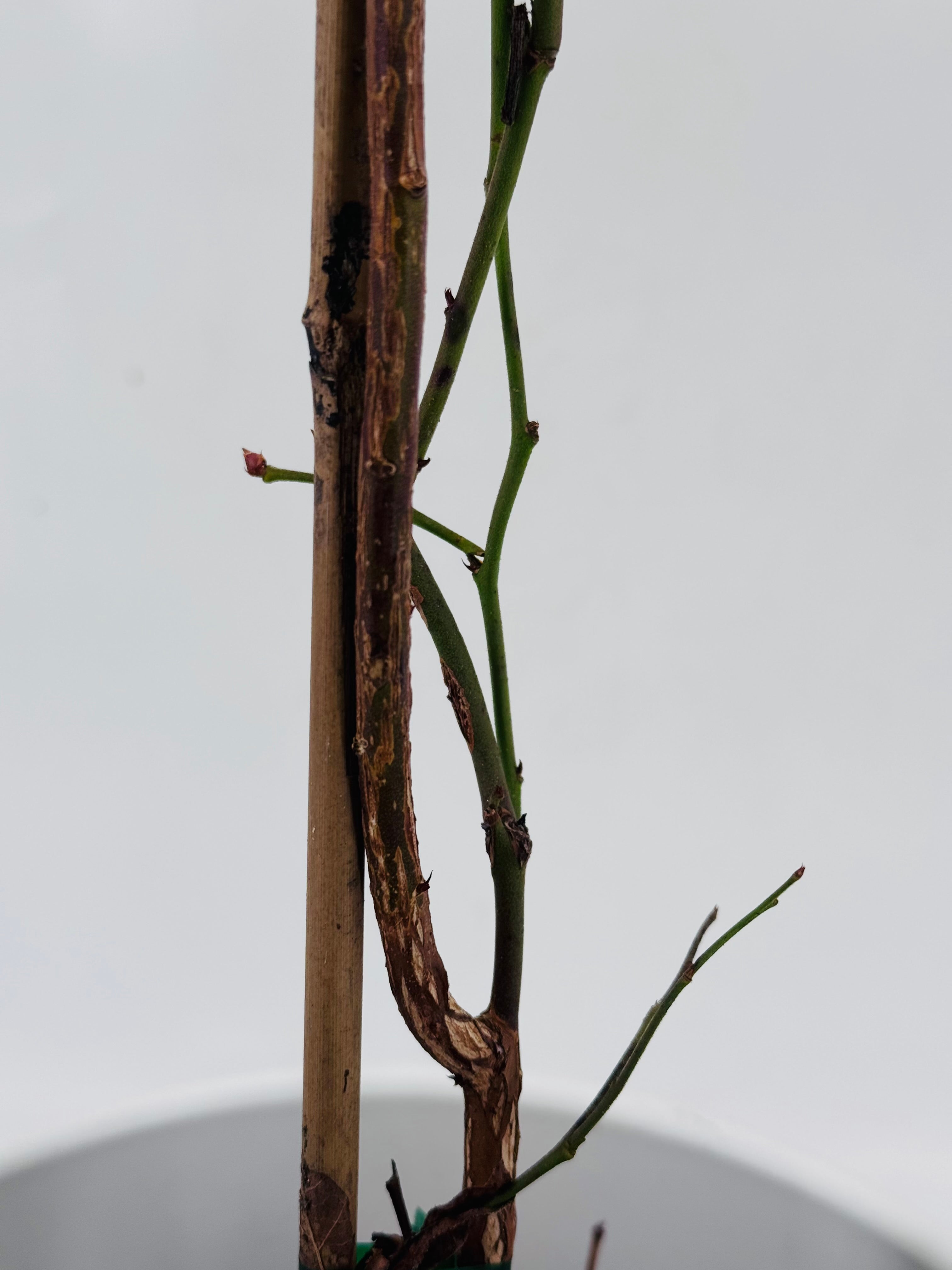 Arándano Duke 3L con tallo marrón, brotes verdes y tutor de madera, listo para trasplante.
