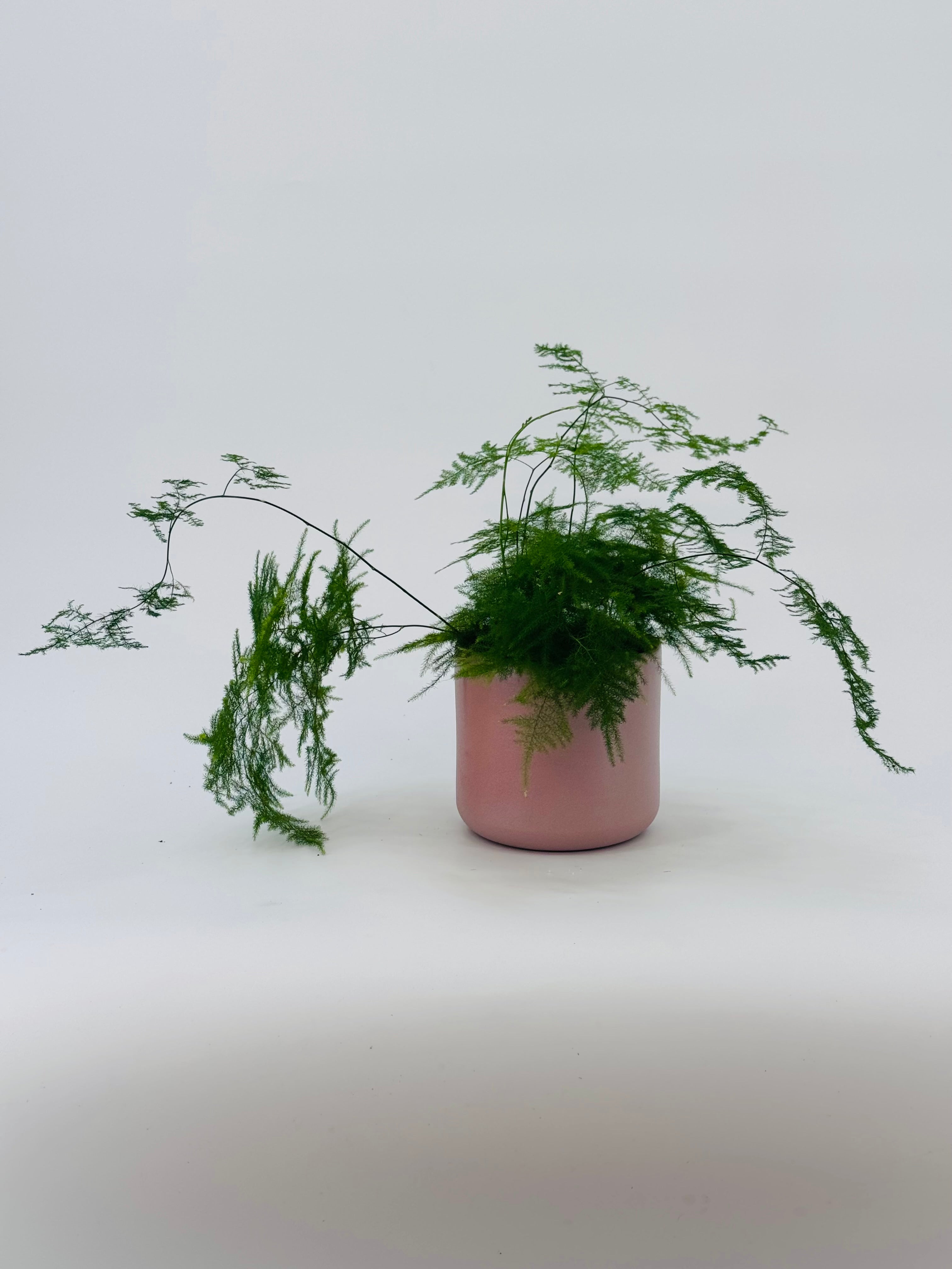 ASPARAGUS PLUMOSO M12