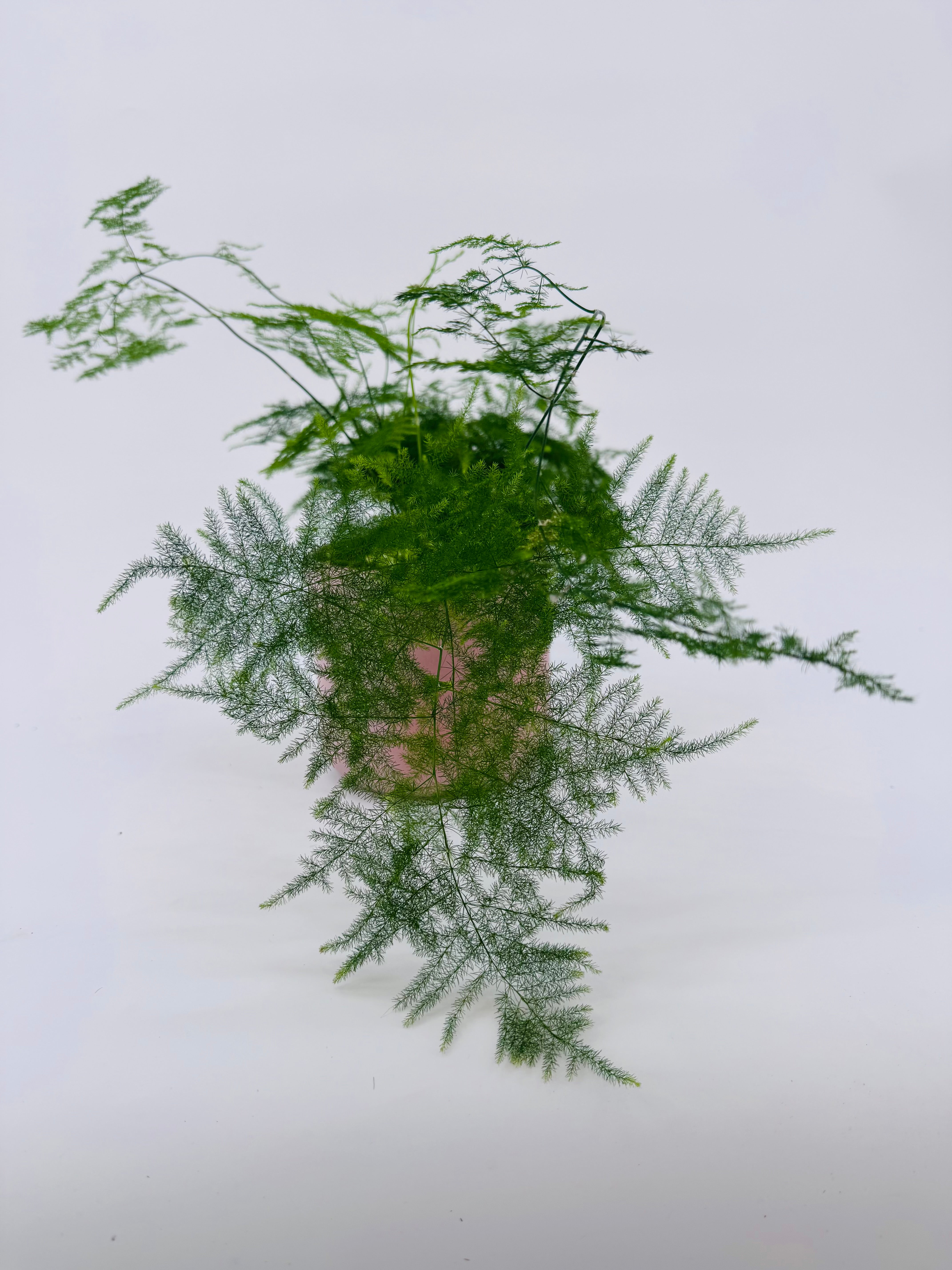 ASPARAGUS PLUMOSO M12