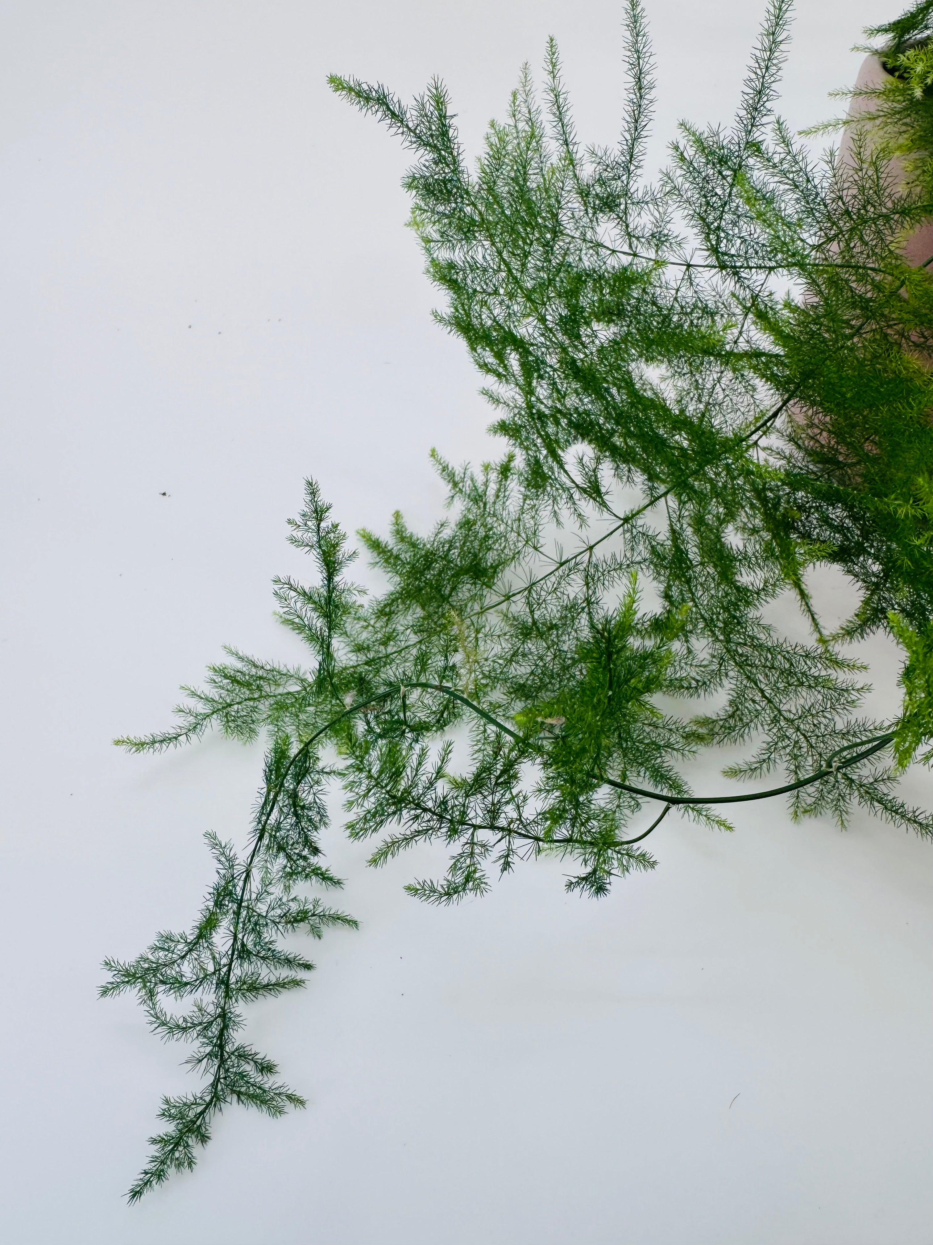 ASPARAGUS PLUMOSO M12