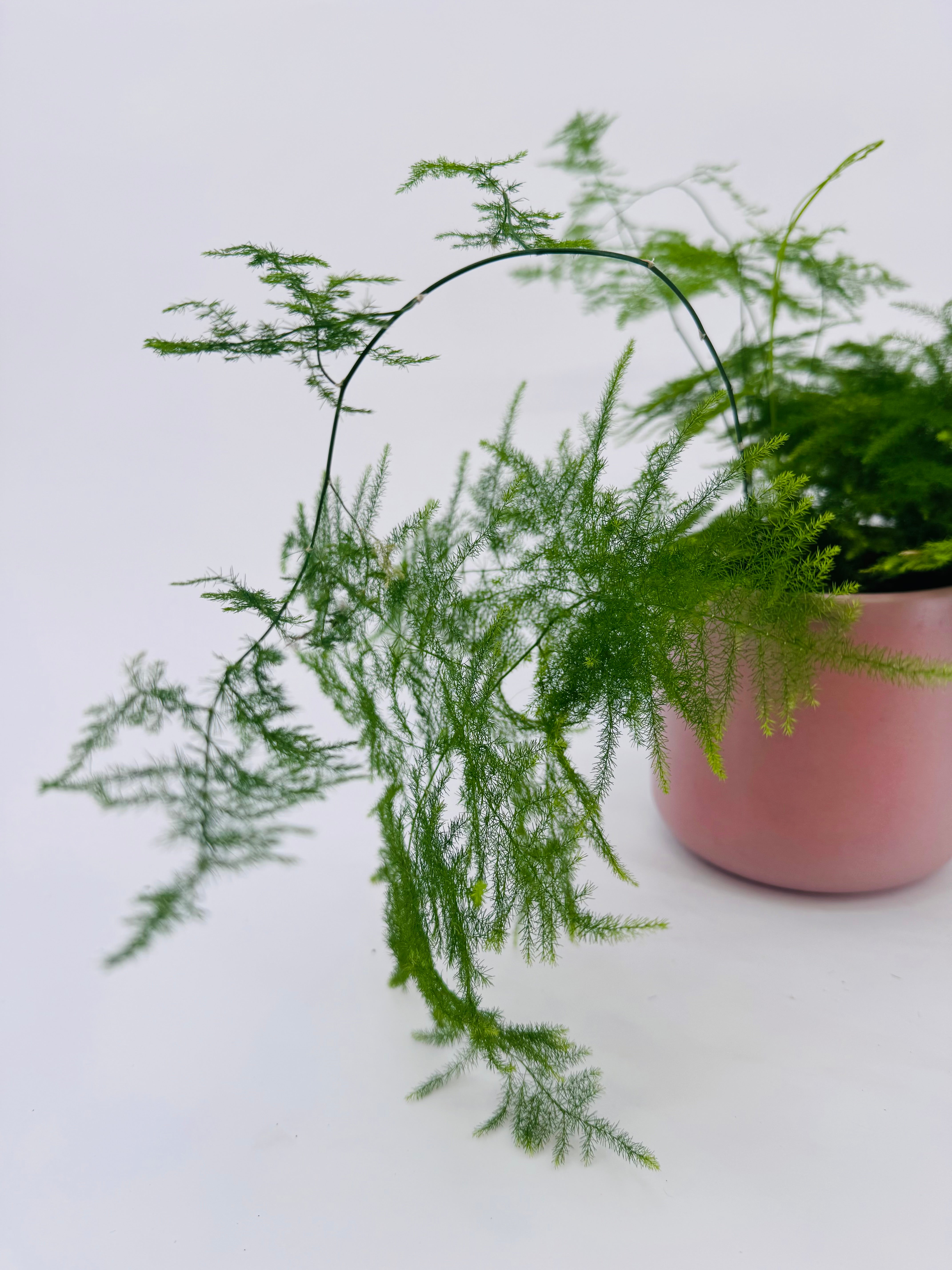 ASPARAGUS PLUMOSO M12