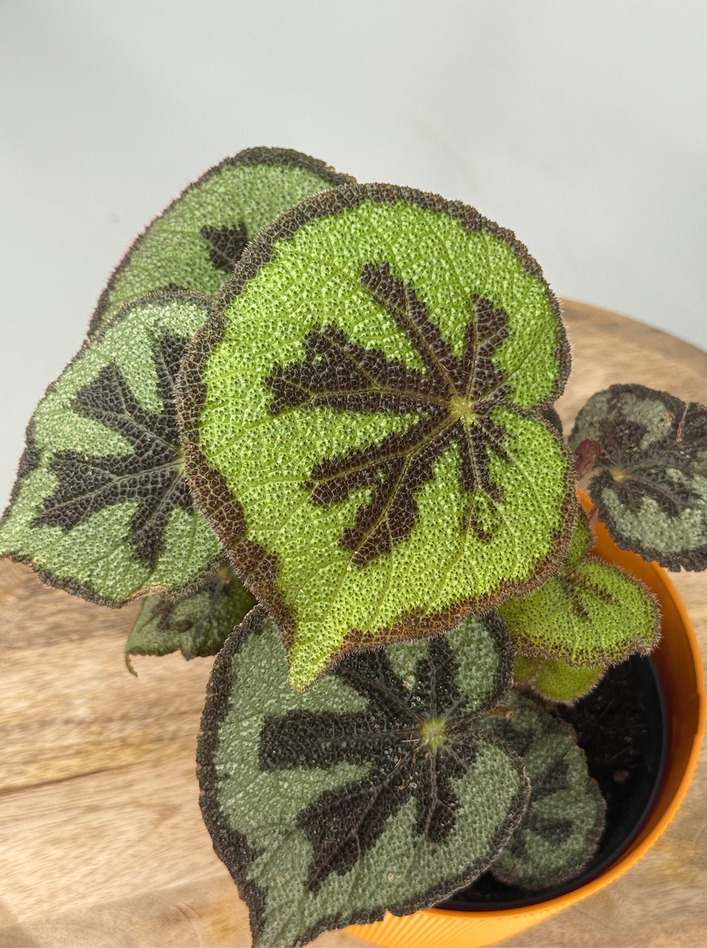BEGONIA MASONIANA MOUNTAIN