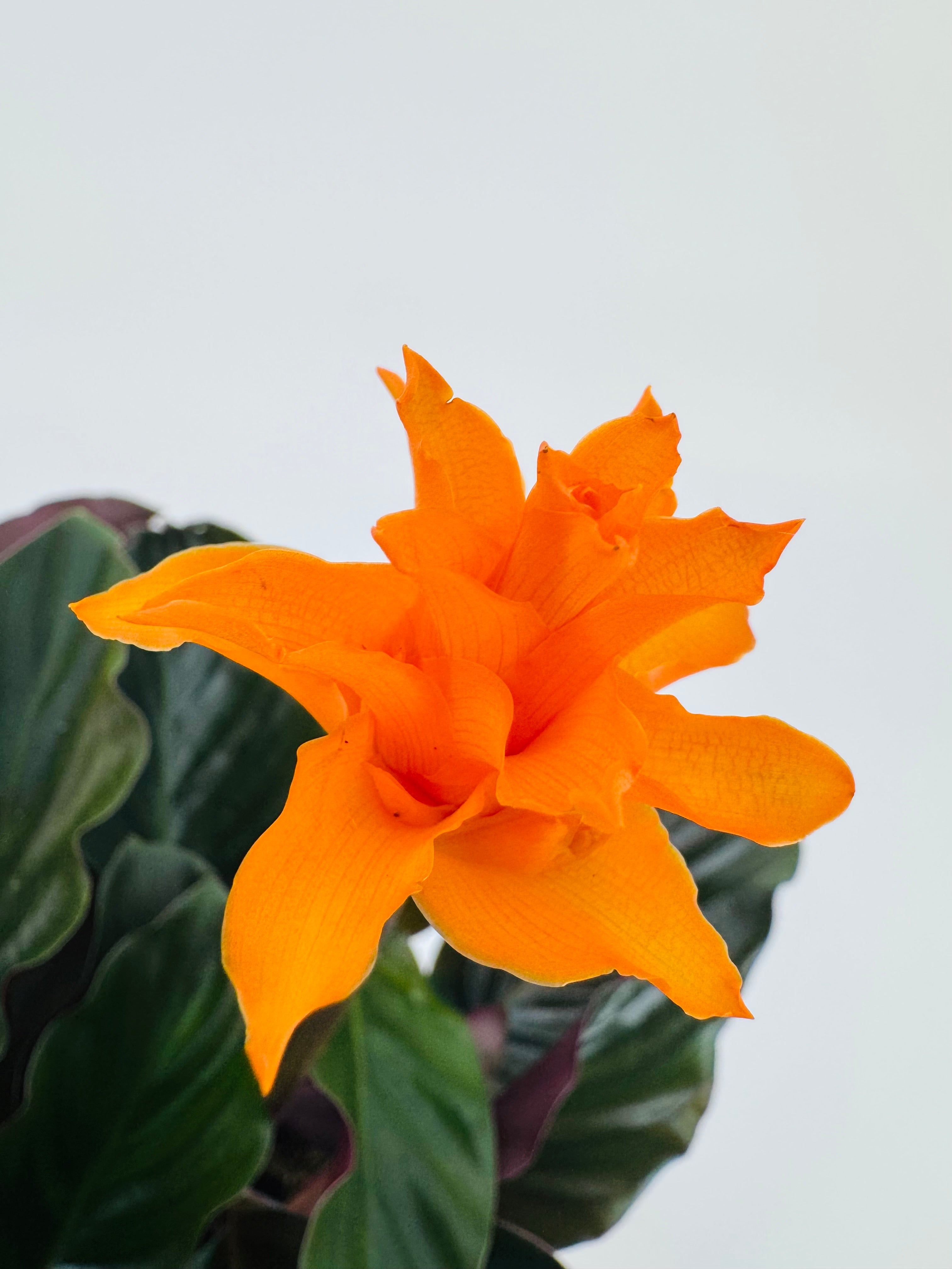 CALATHEA CROCATA TASSMANIA M14