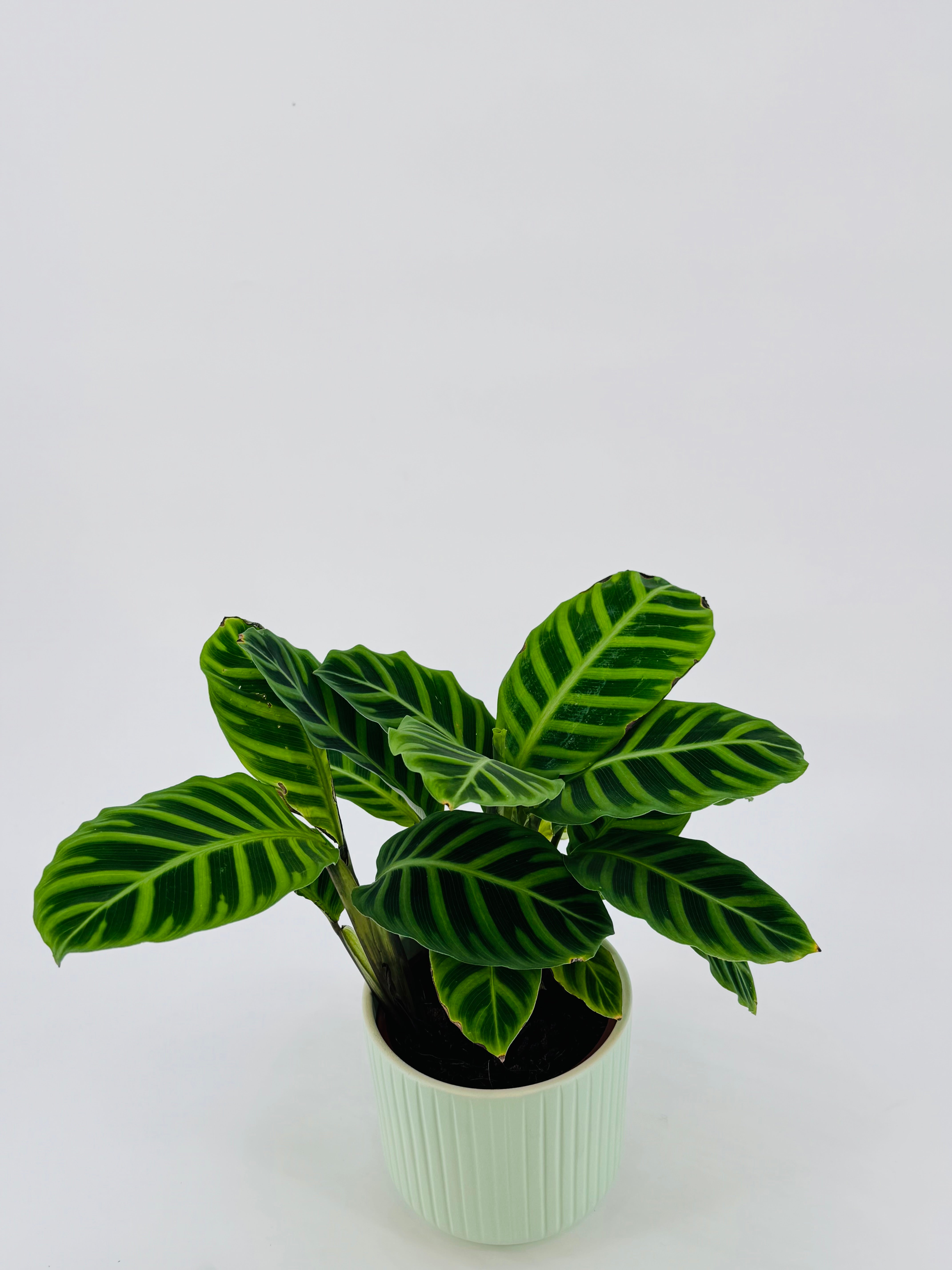 CALATHEA M14
