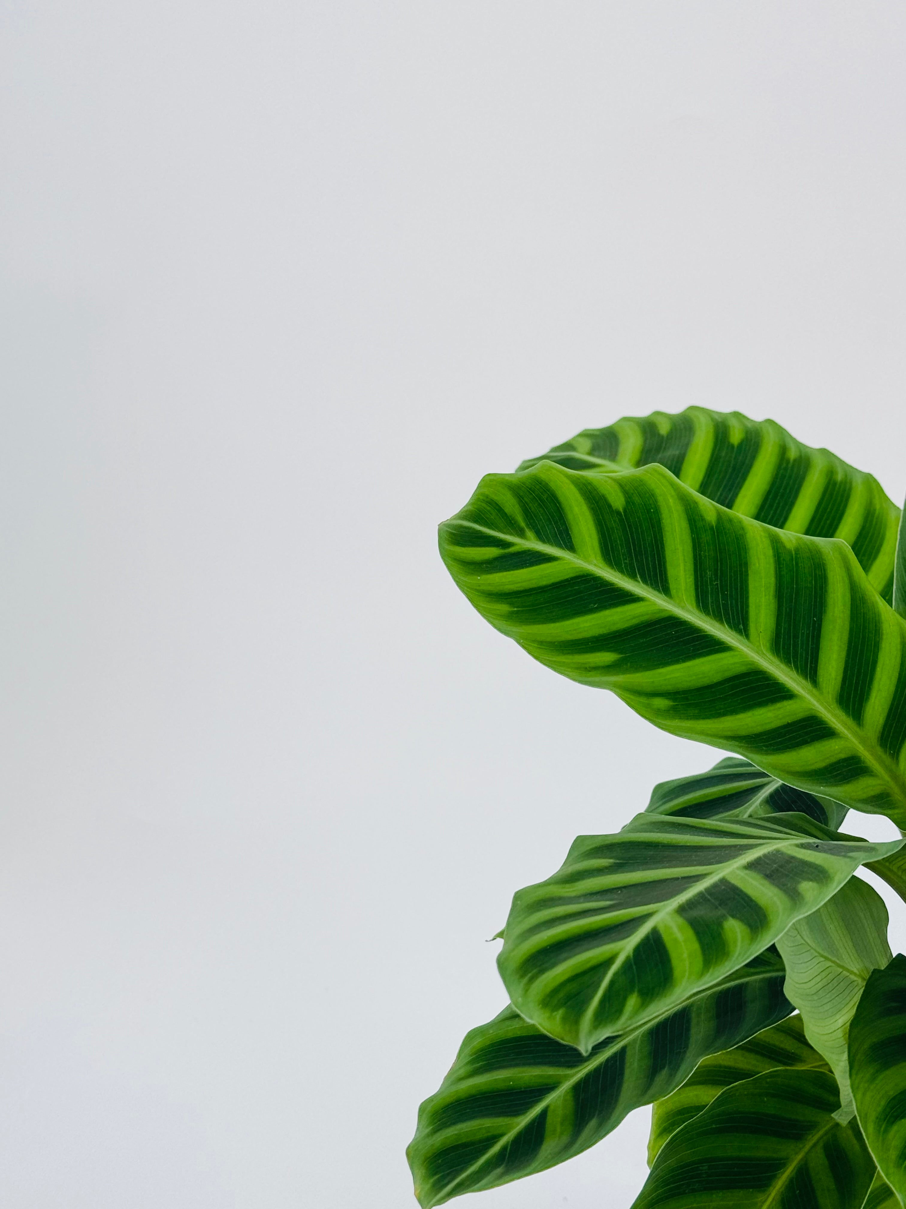 CALATHEA M14