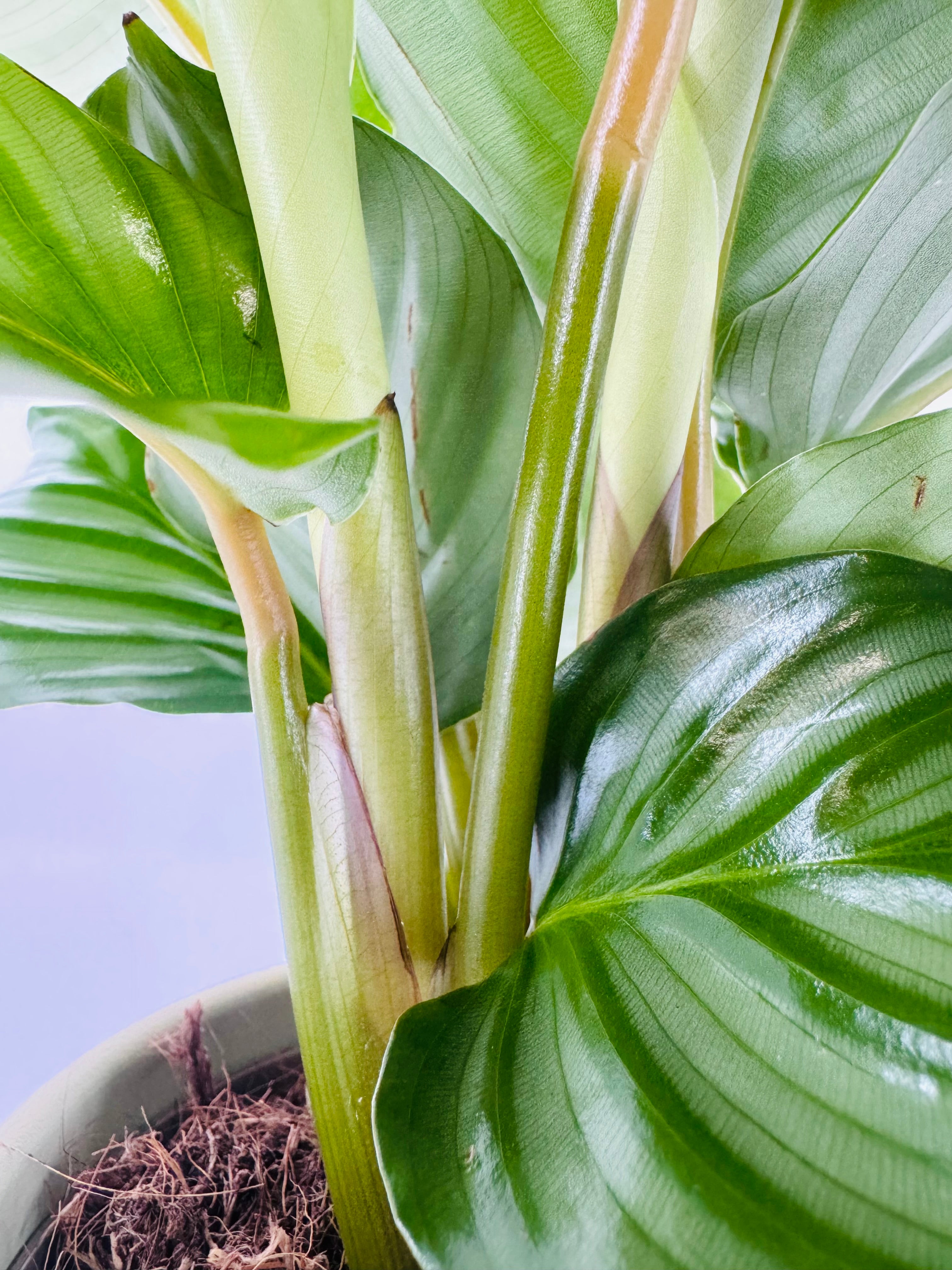 CALATHEA MEZCLADO M14