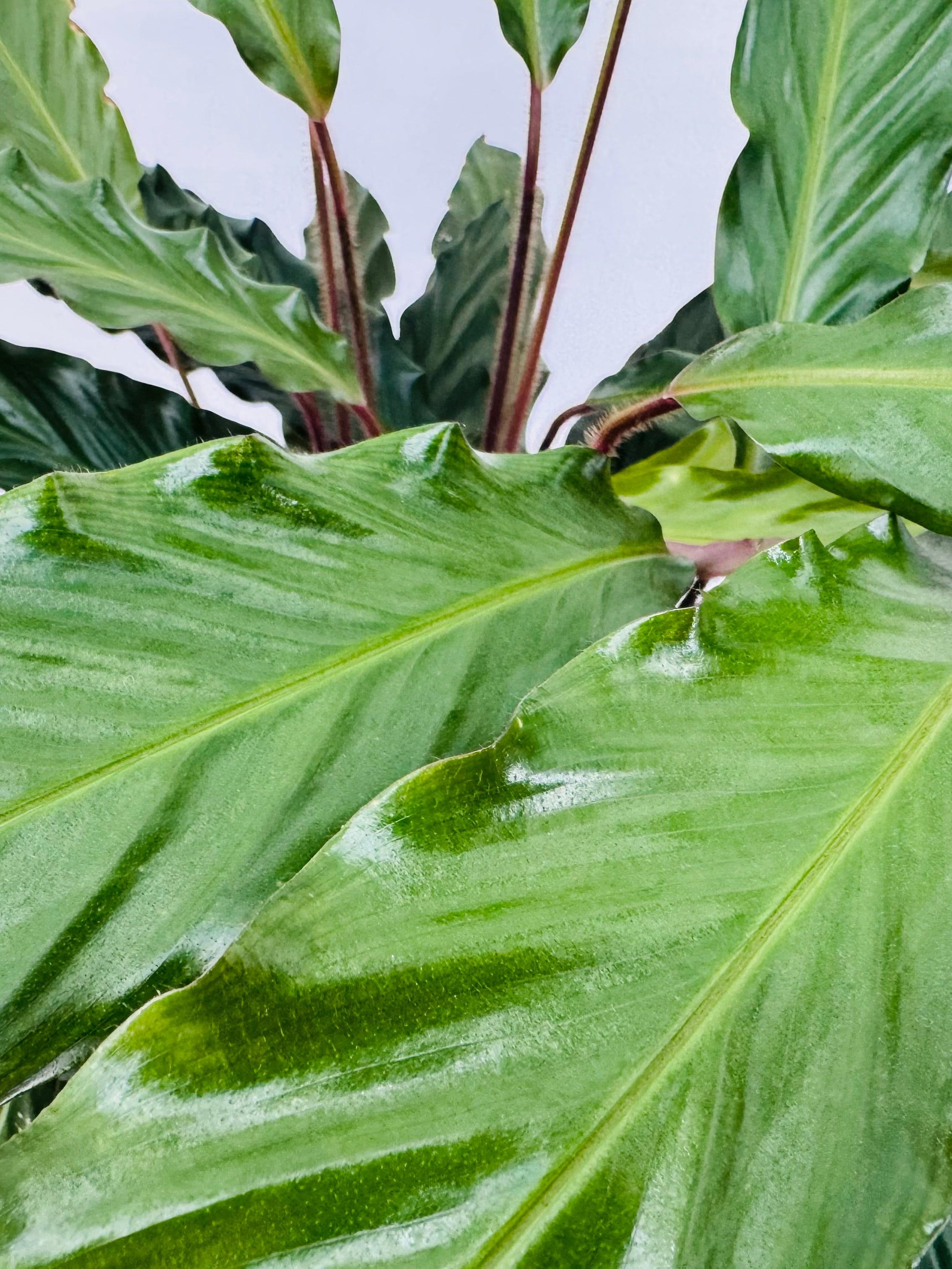 CALATHEA MEZCLADO M19