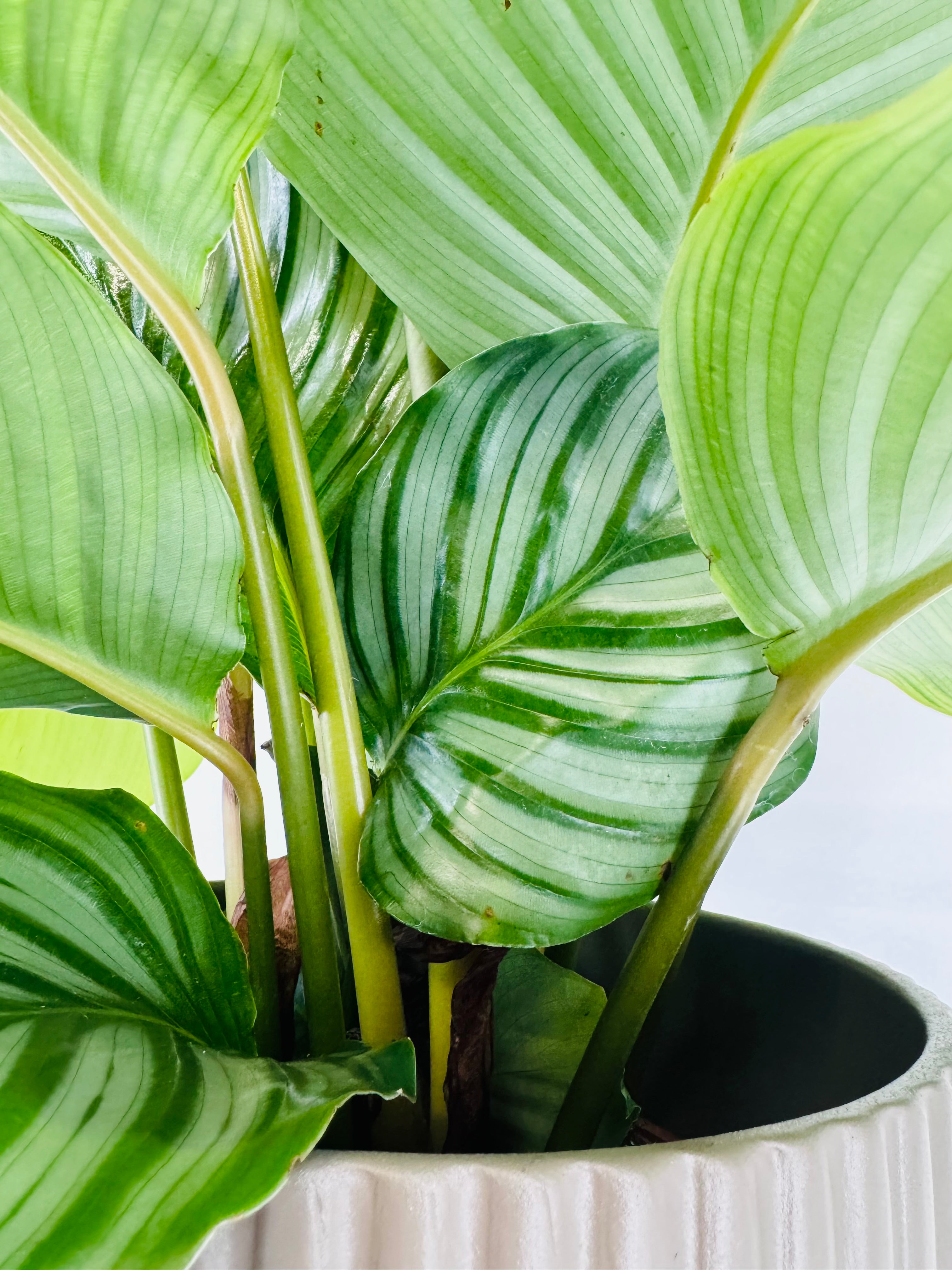 CALATHEA ORBIFOLIA M19
