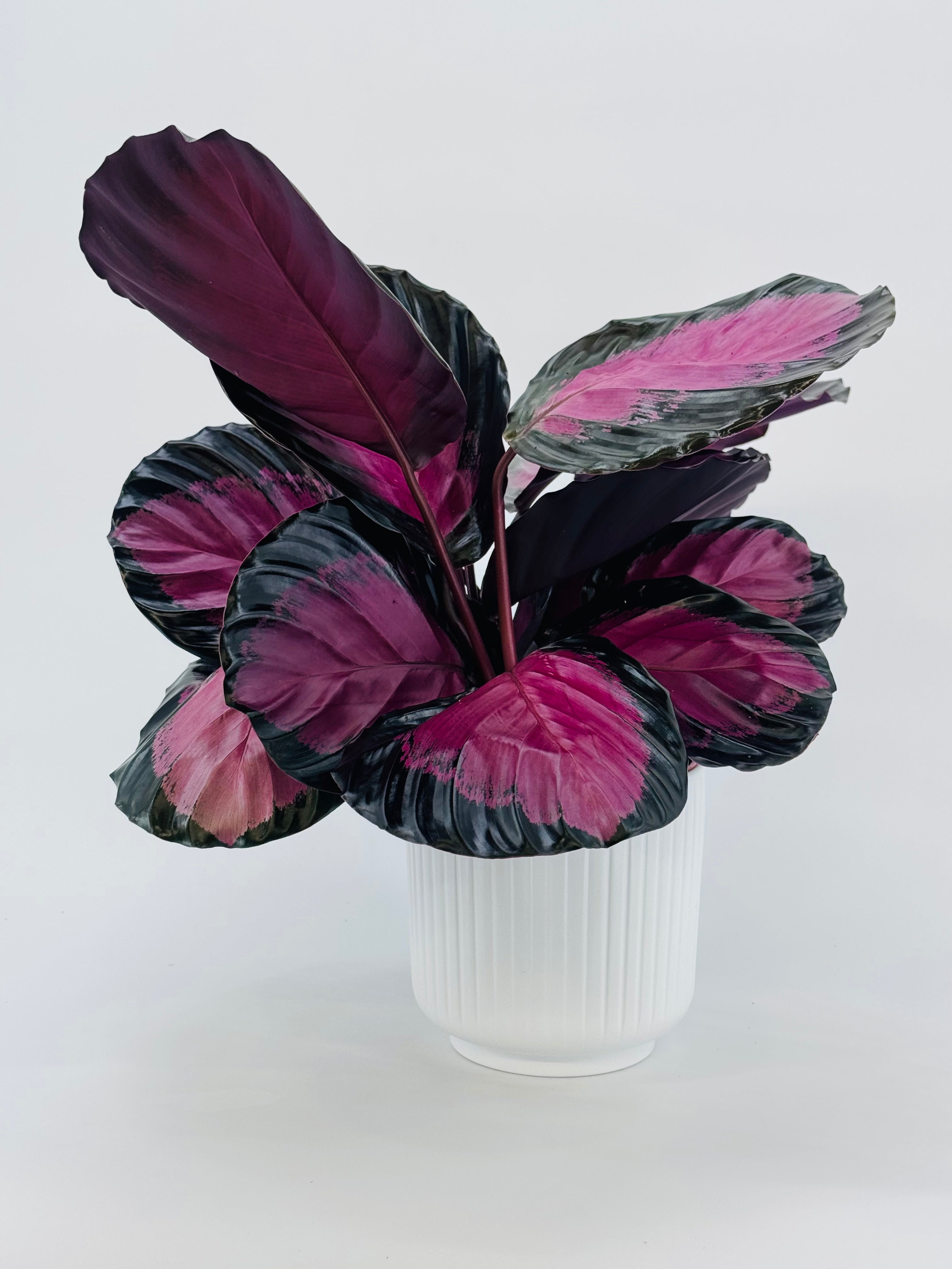 CALATHEA ROSEOPICTA CRIMSON