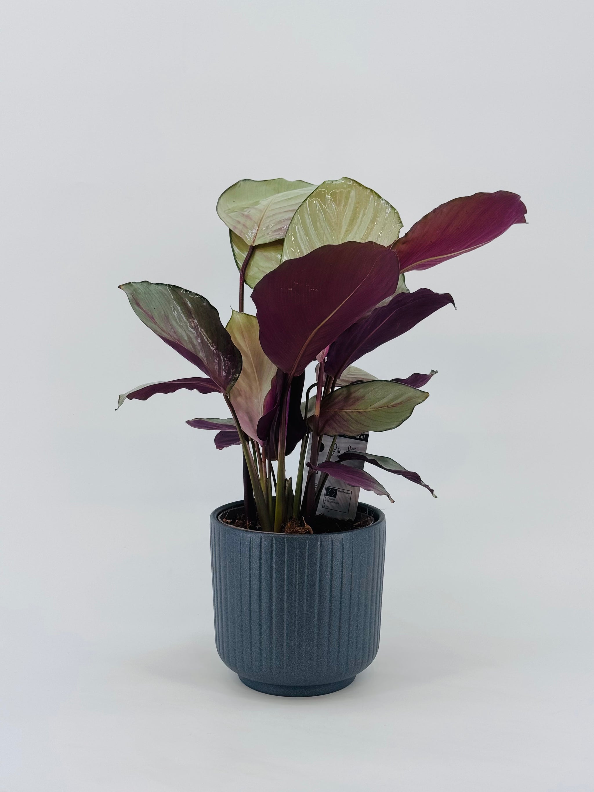 calathea silver plate CALATHEA SILVER PLATE M14