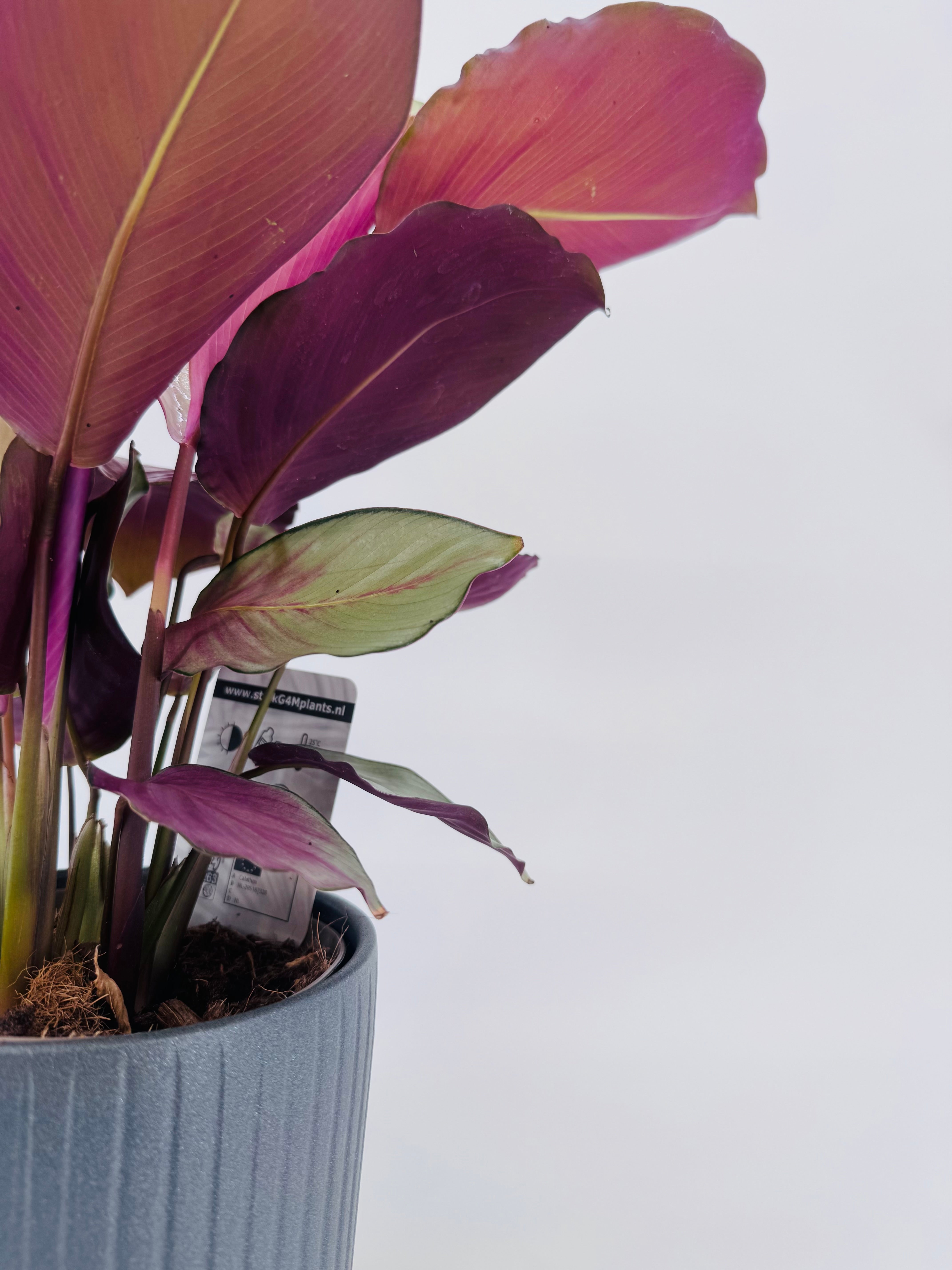 CALATHEA SILVER PLATE M14