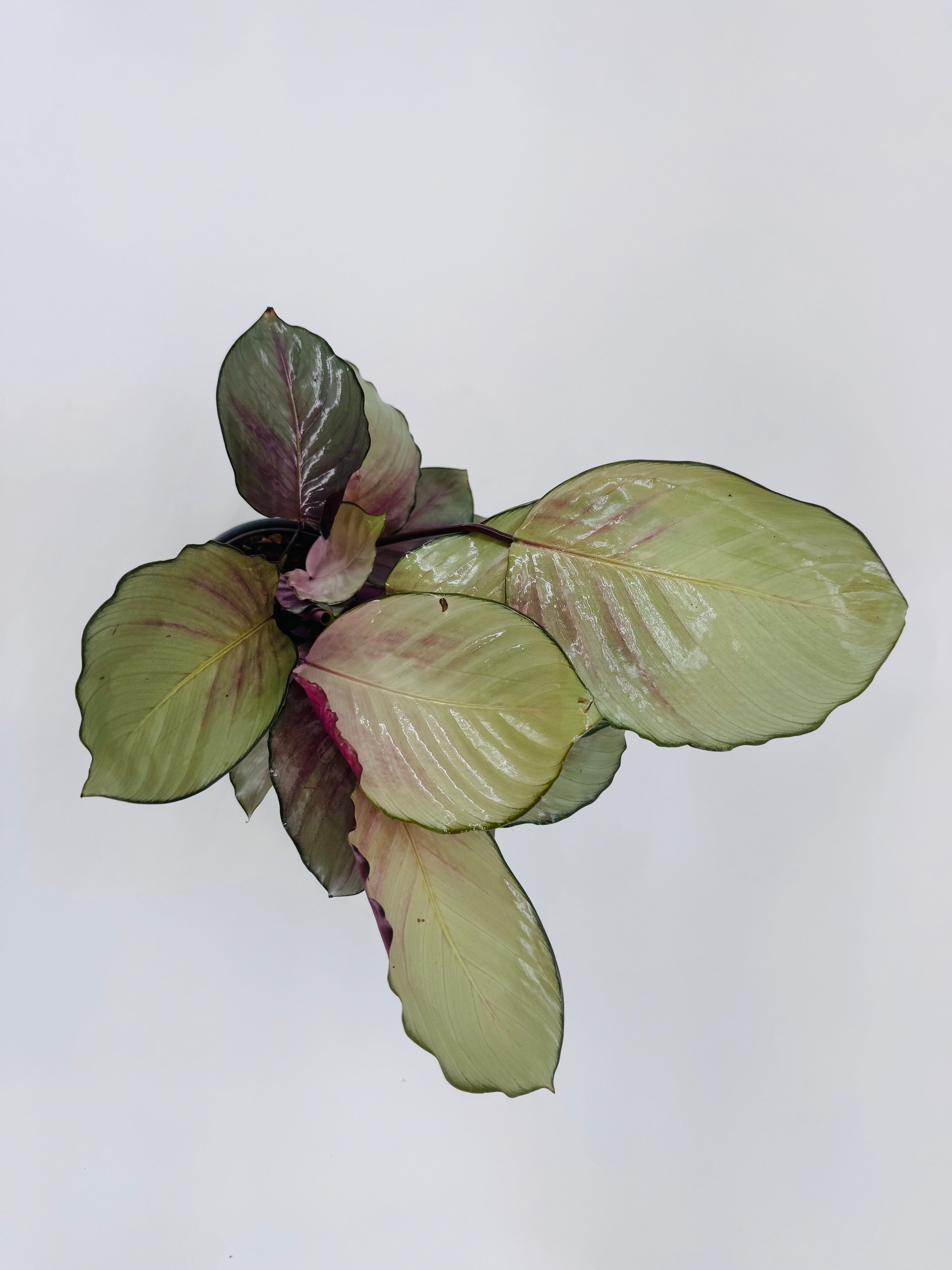 CALATHEA SILVER PLATE M14