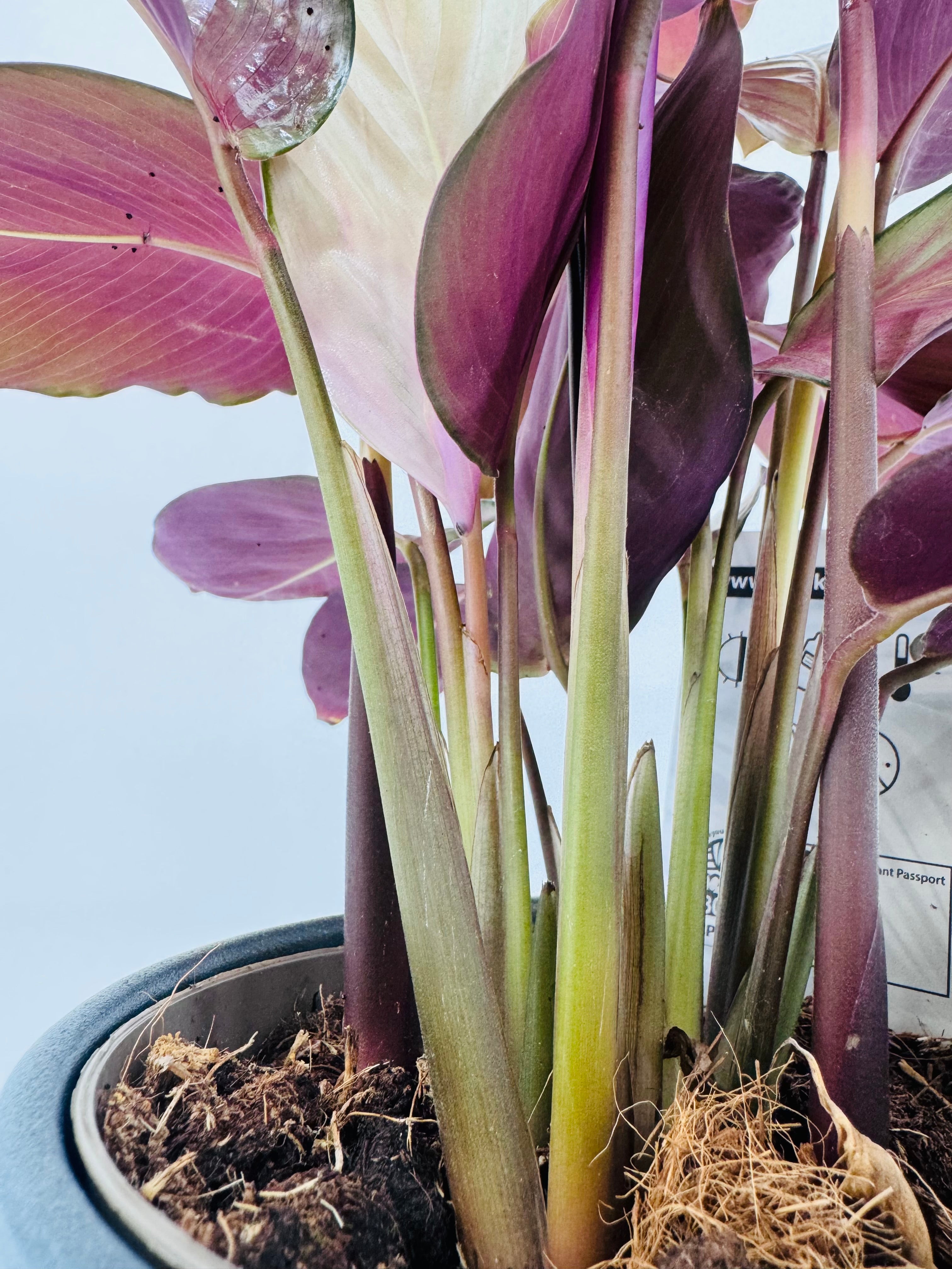 CALATHEA SILVER PLATE M14