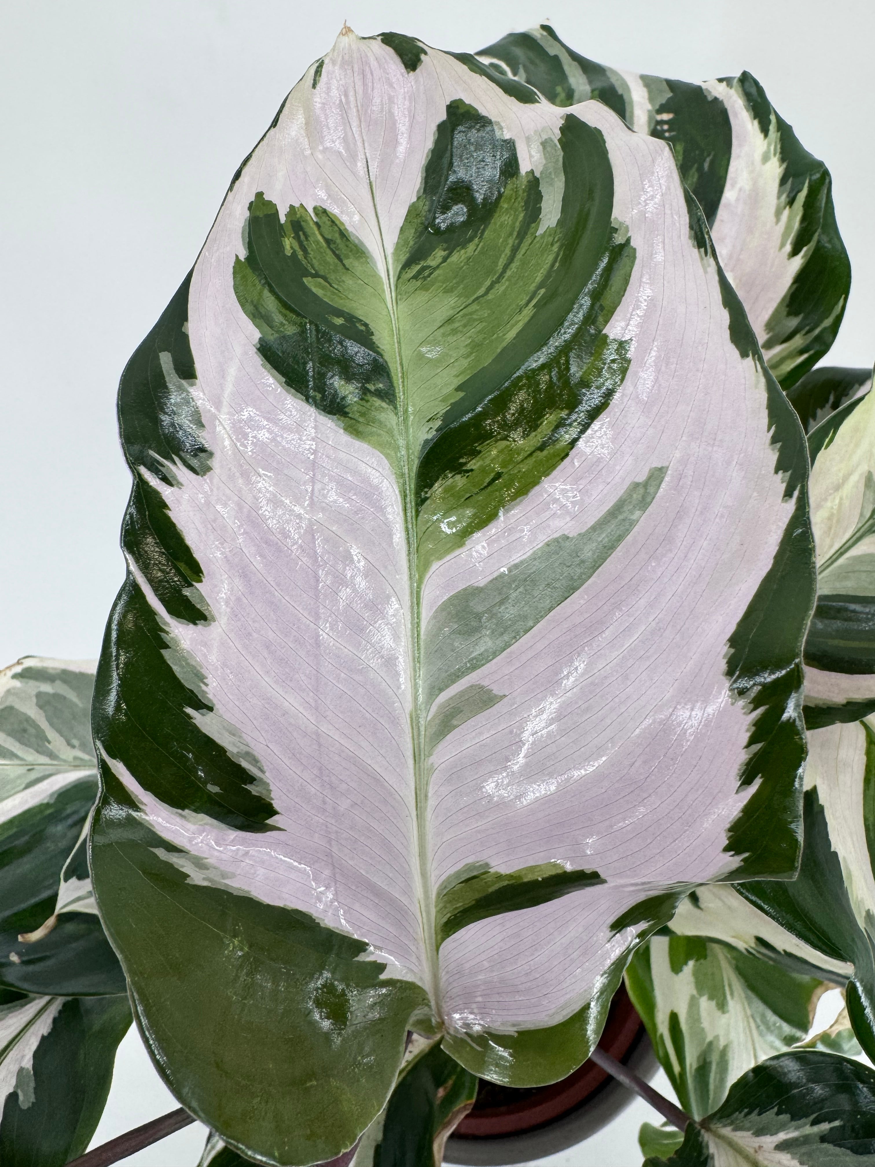 CALATHEA STELLA M14