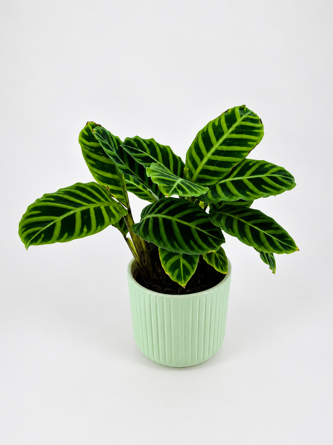 CALATHEA M14
