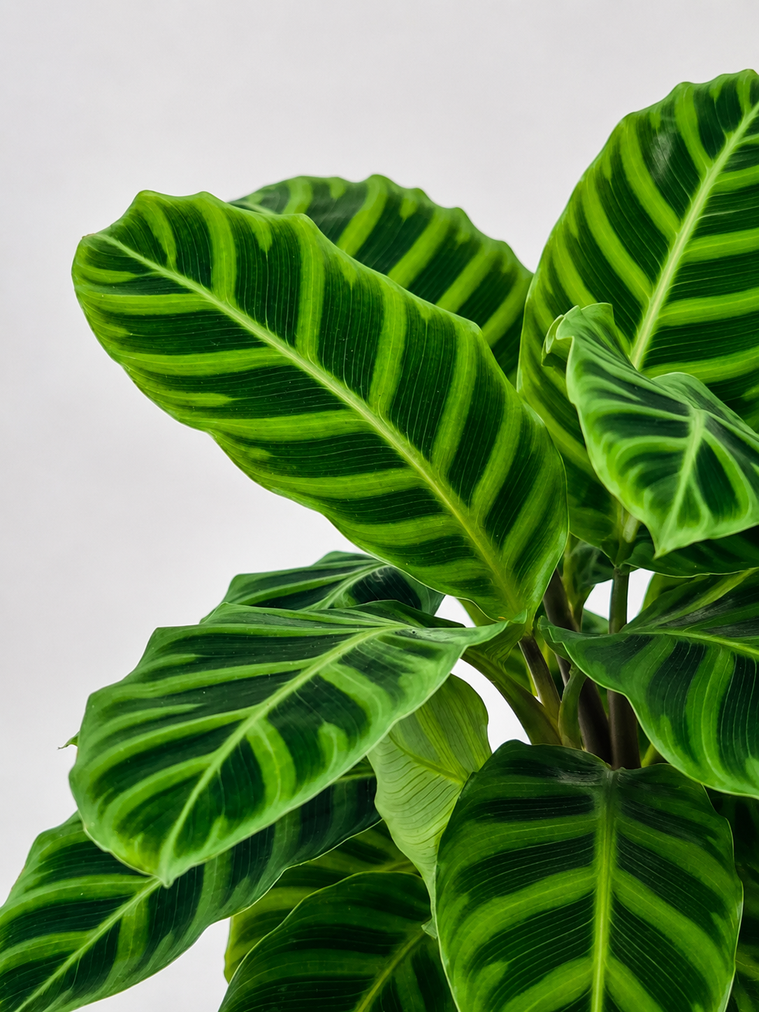 CALATHEA M14