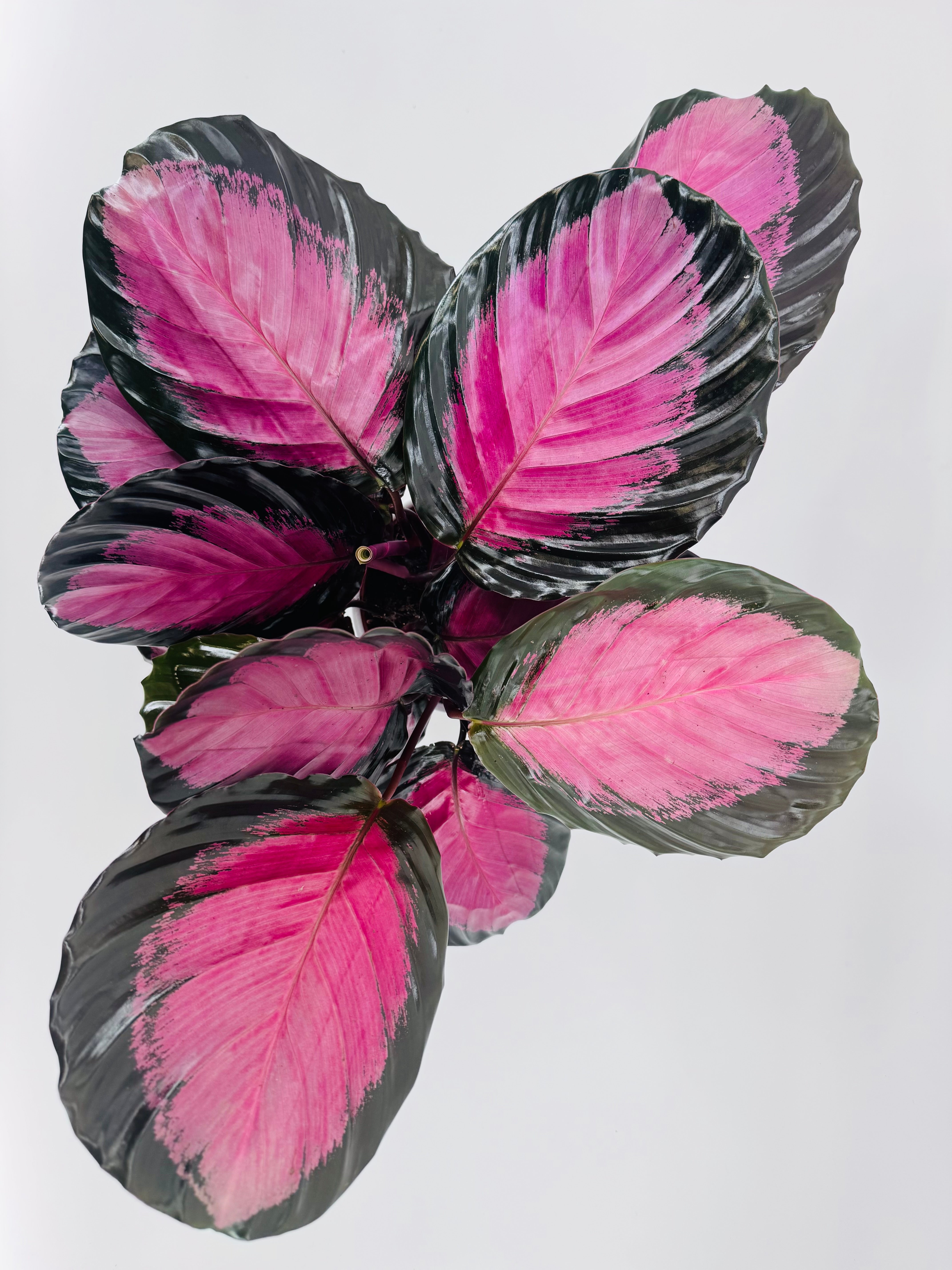 CALATHEA ROSEOPICTA CRIMSON