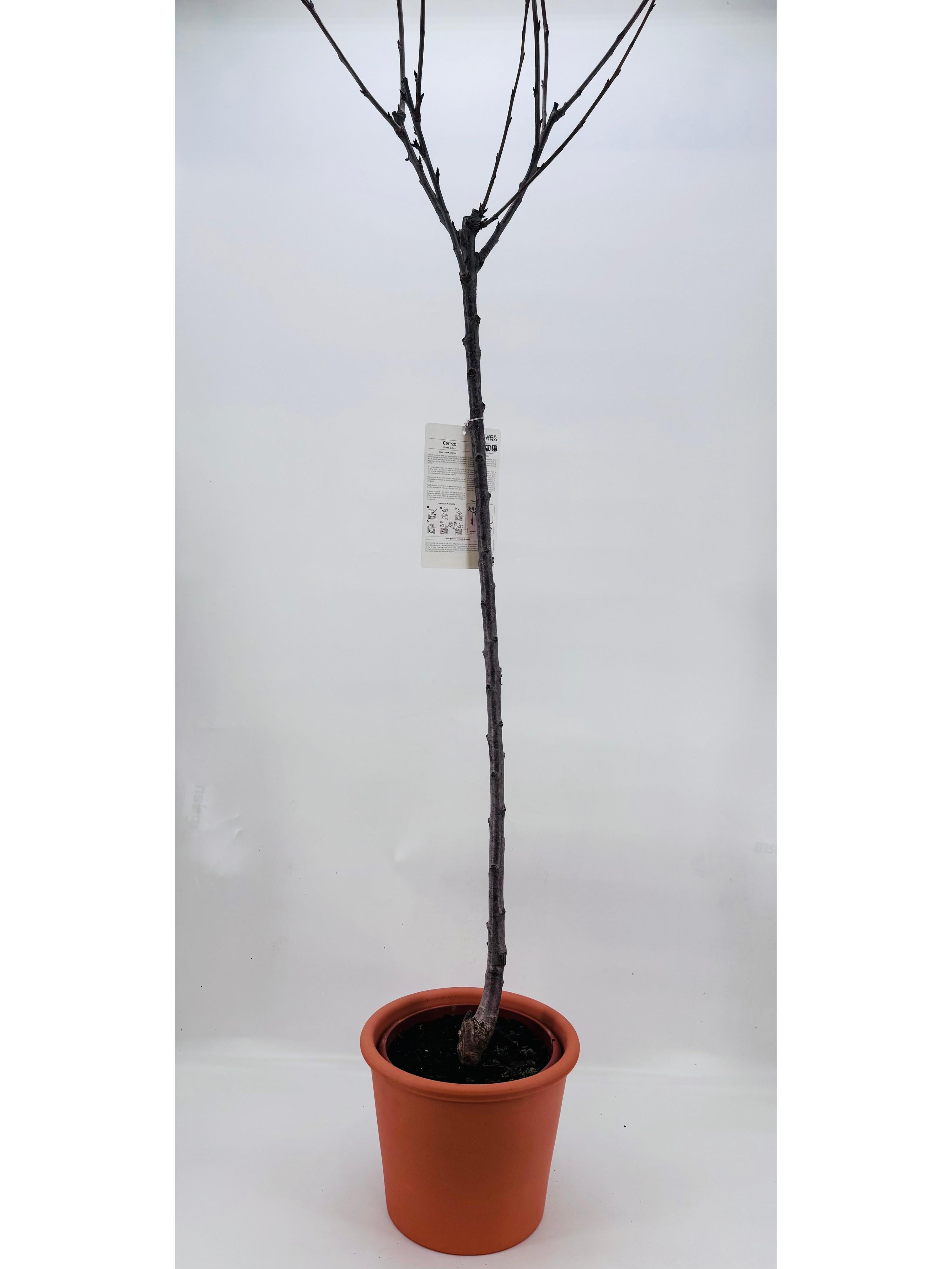 CEREZO PICOTA M 10L