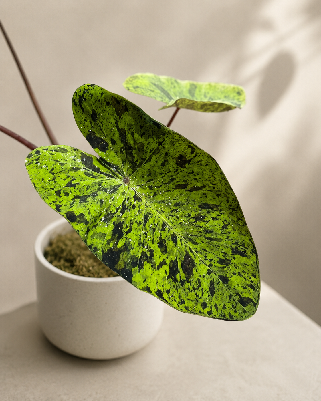 COLOCASIA MOJITO Y RUBRA BLACK M18