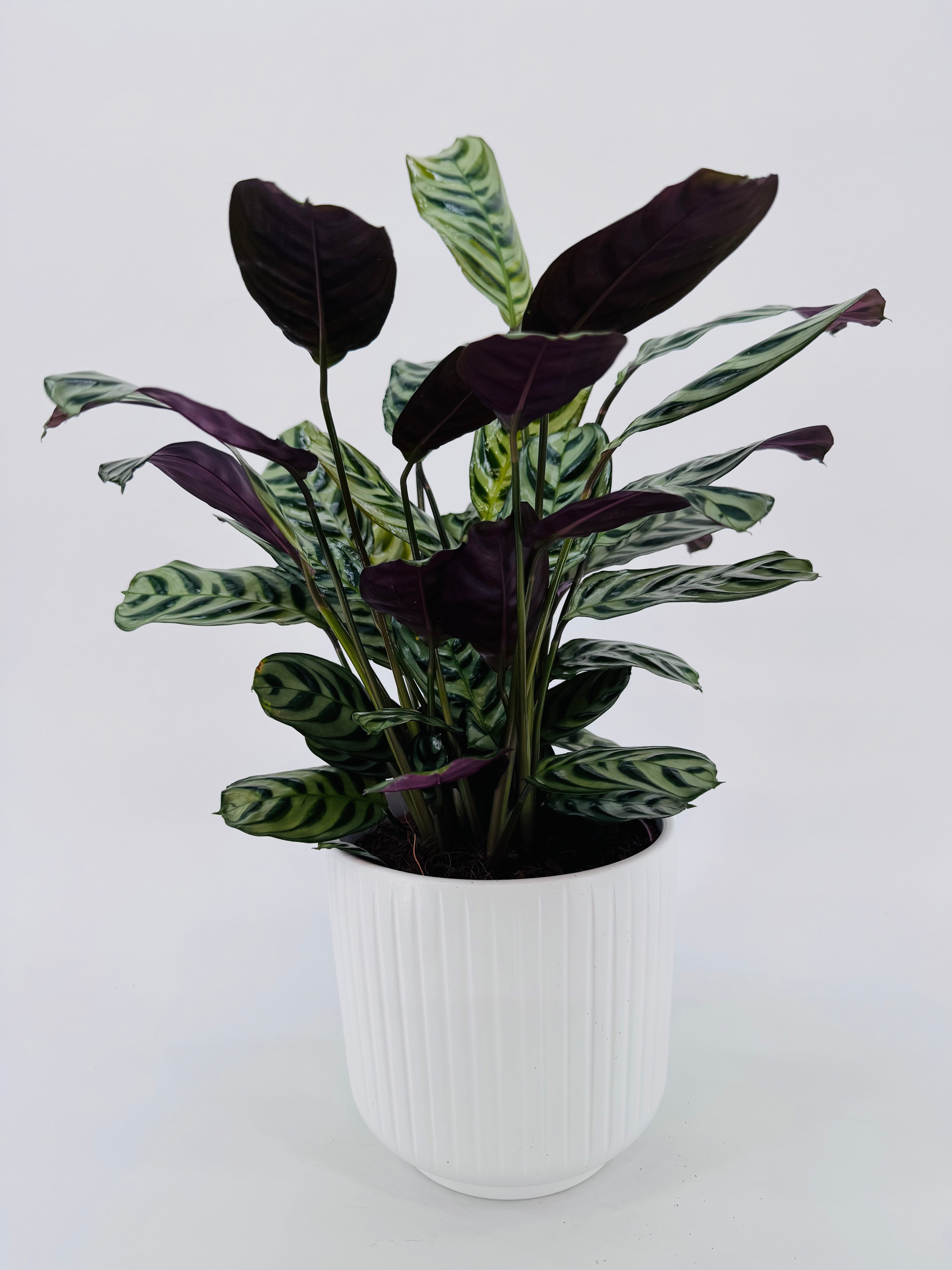CTENANTHE MIX M14