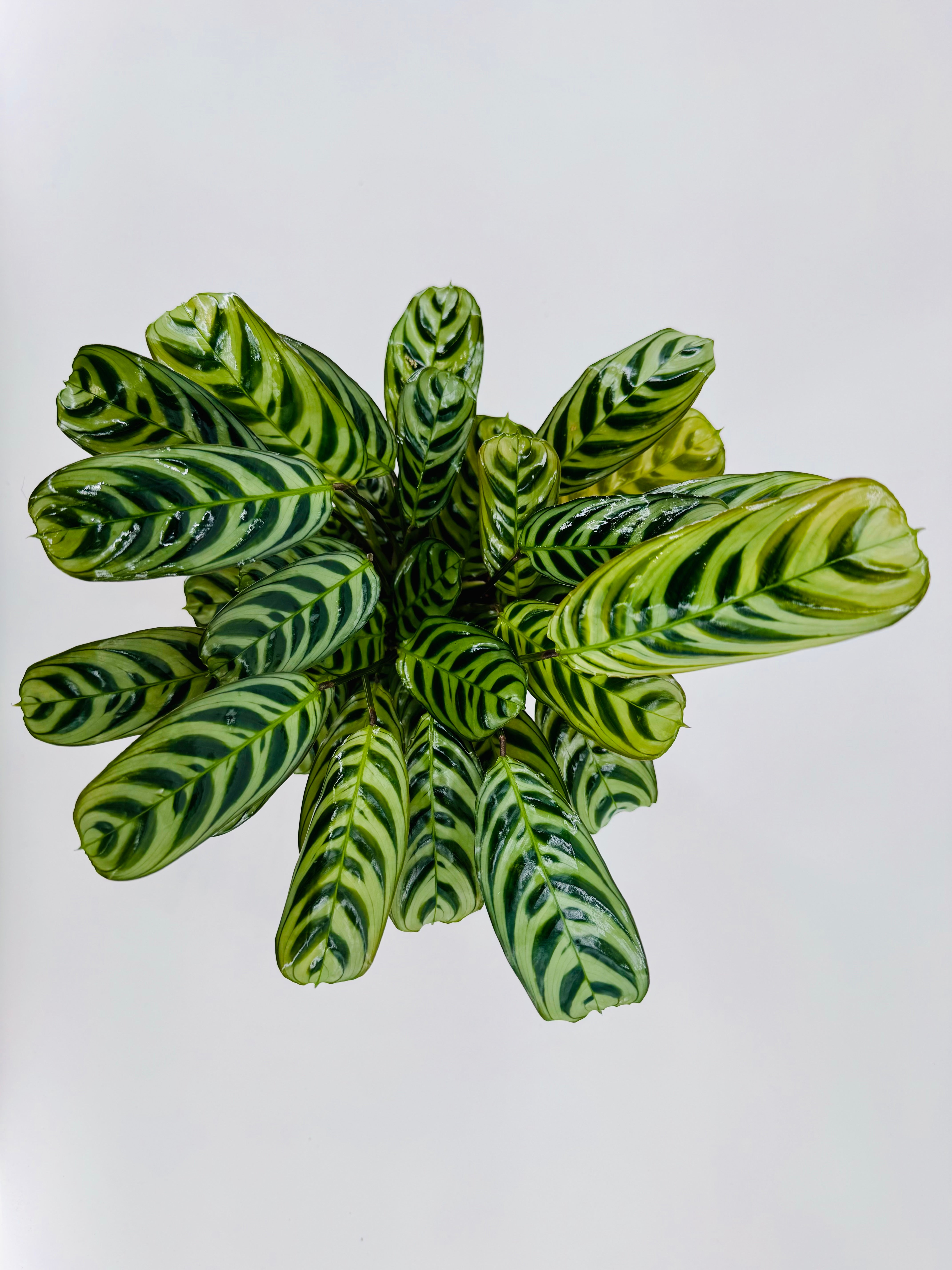 CTENANTHE MIX M14