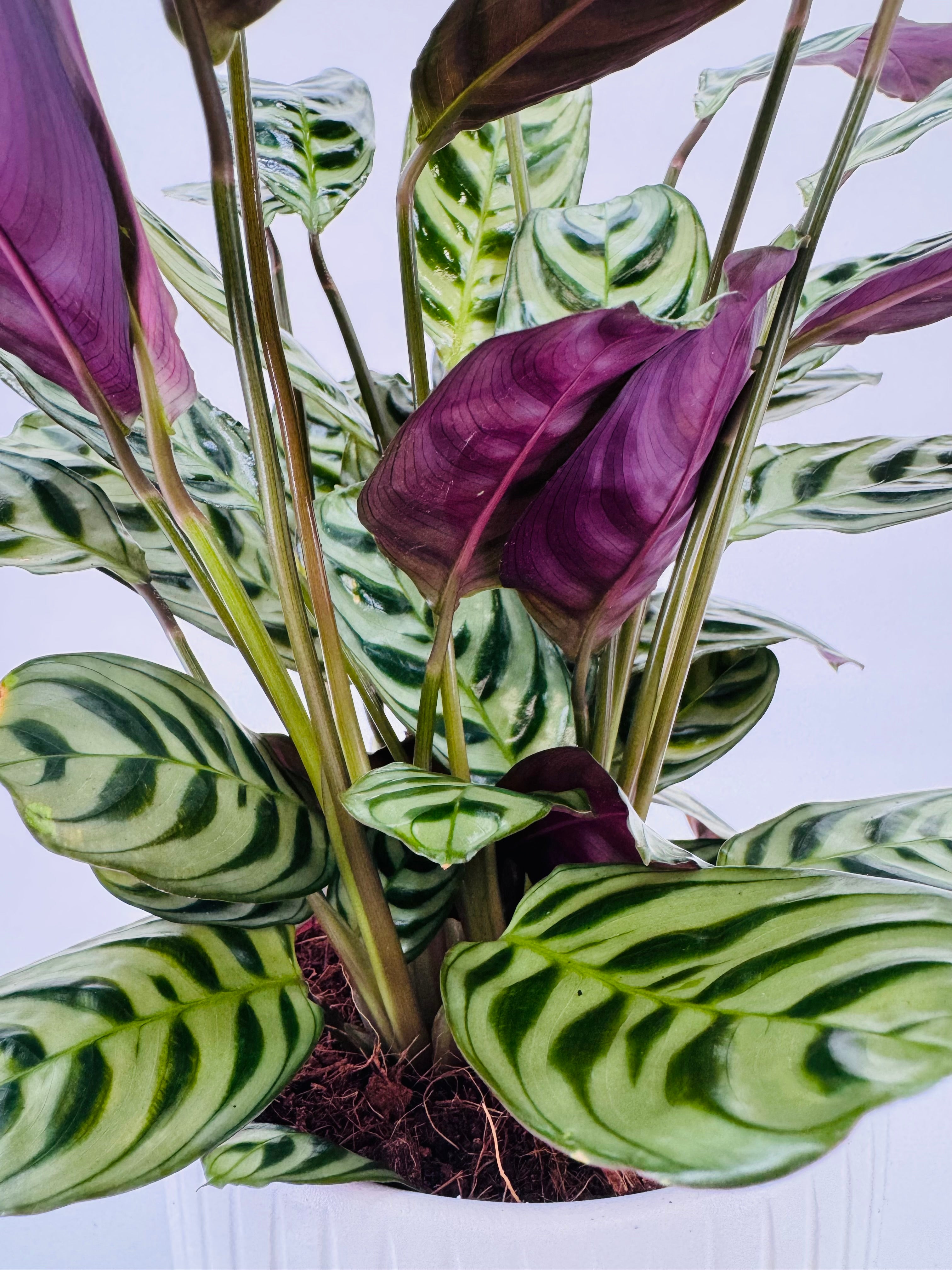 Planta Ctenanthe Mix M14 con hojas verdes, plateadas y púrpuras, en maceta blanca.