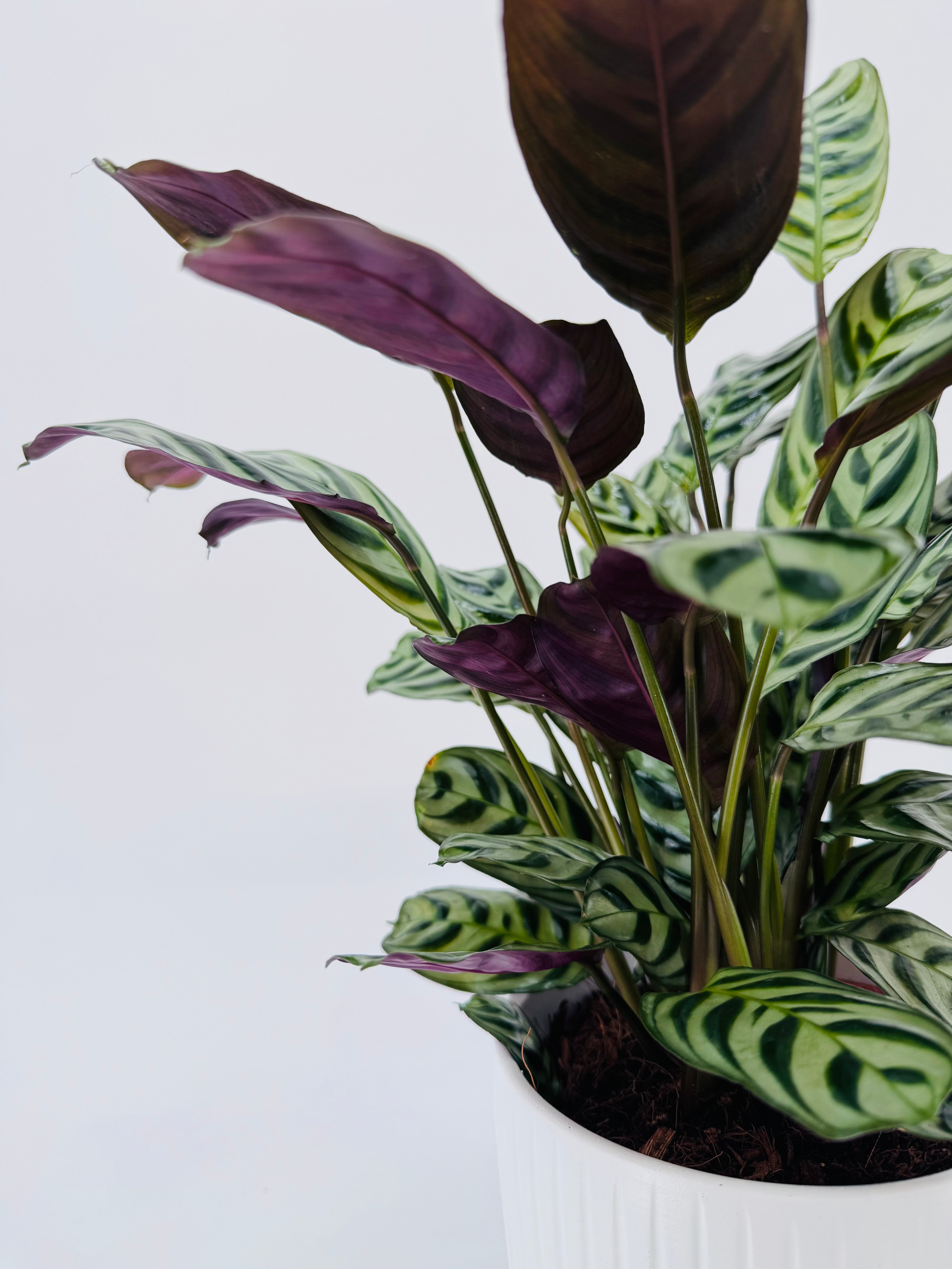 Planta Ctenanthe Mix M14 con hojas verdes, plateadas y púrpuras en maceta blanca.