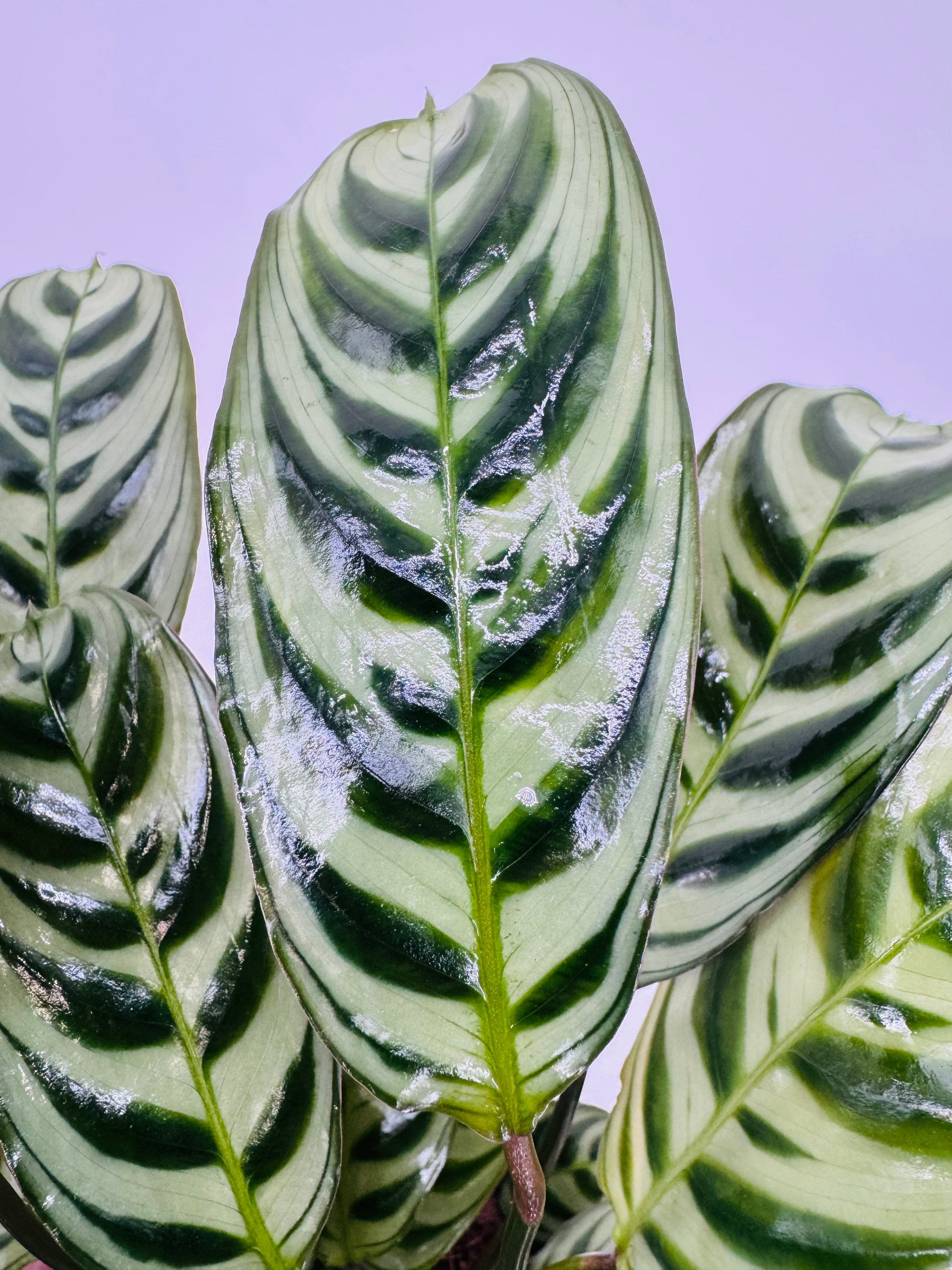 Ctenanthe Mix M14 con hojas verdes y plateadas, patrones de rayas y brillo húmedo.