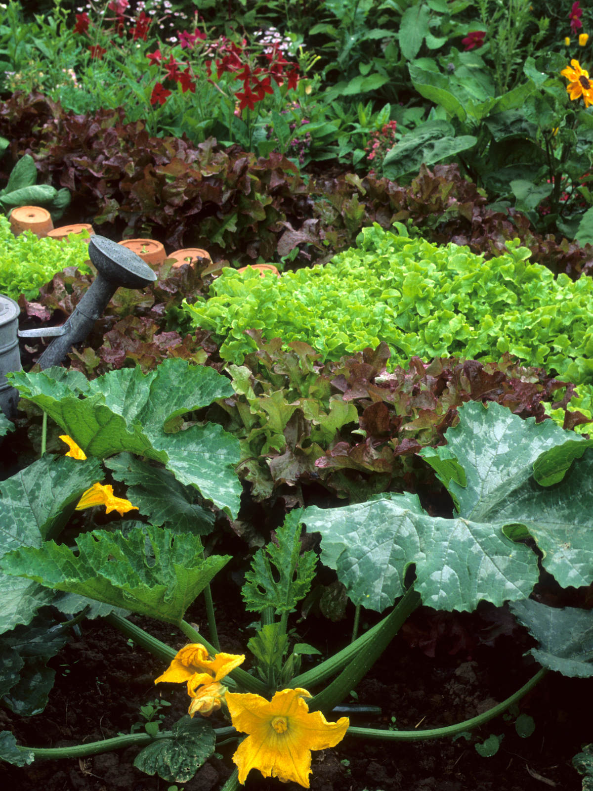 CURSO DE HORTA CON NUSKA CHOUSA EN VALGA