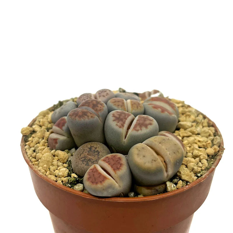 LITHOPS M8.5