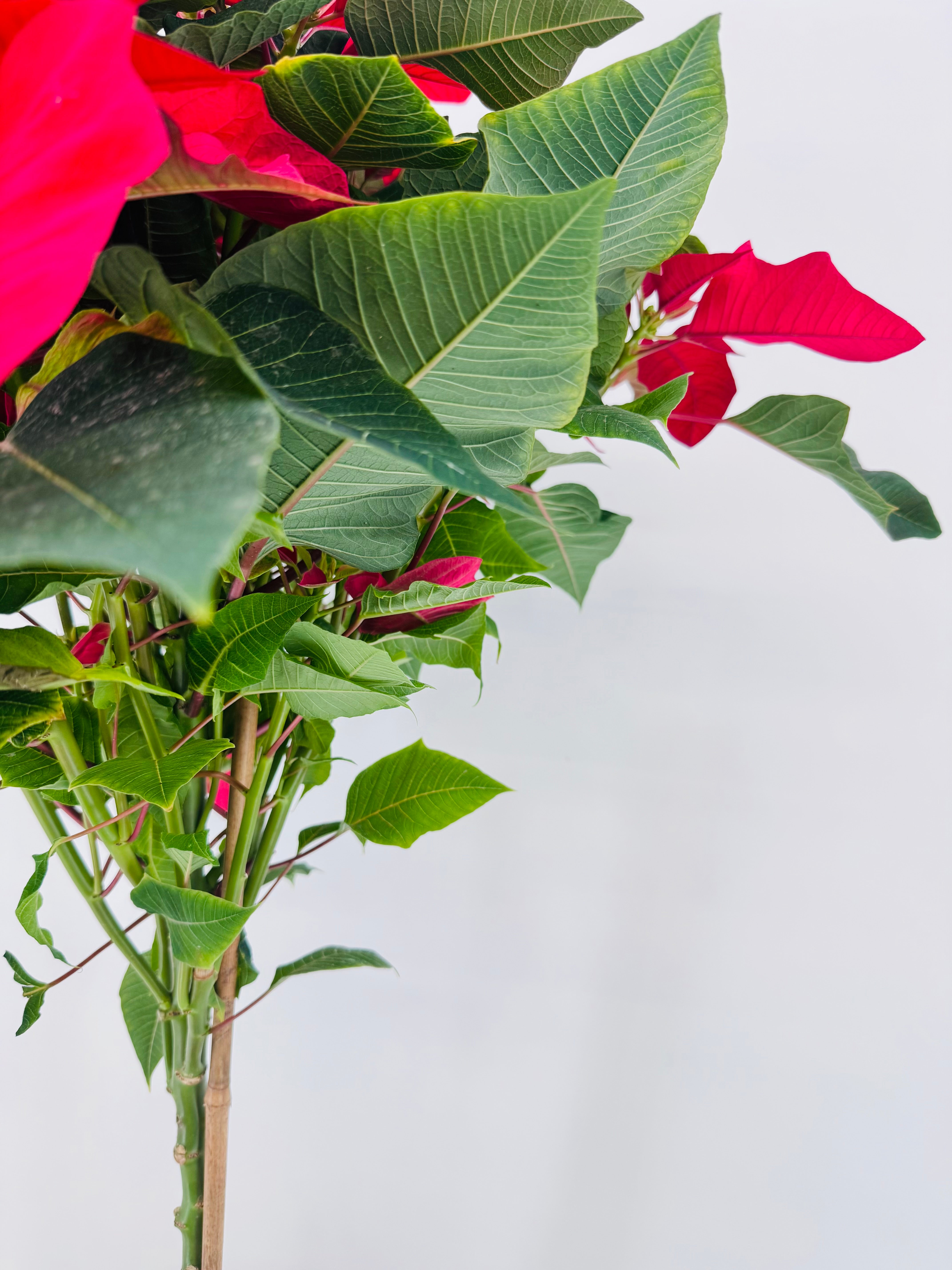 FLOR DE PASCUA POINSETIA COPA M20