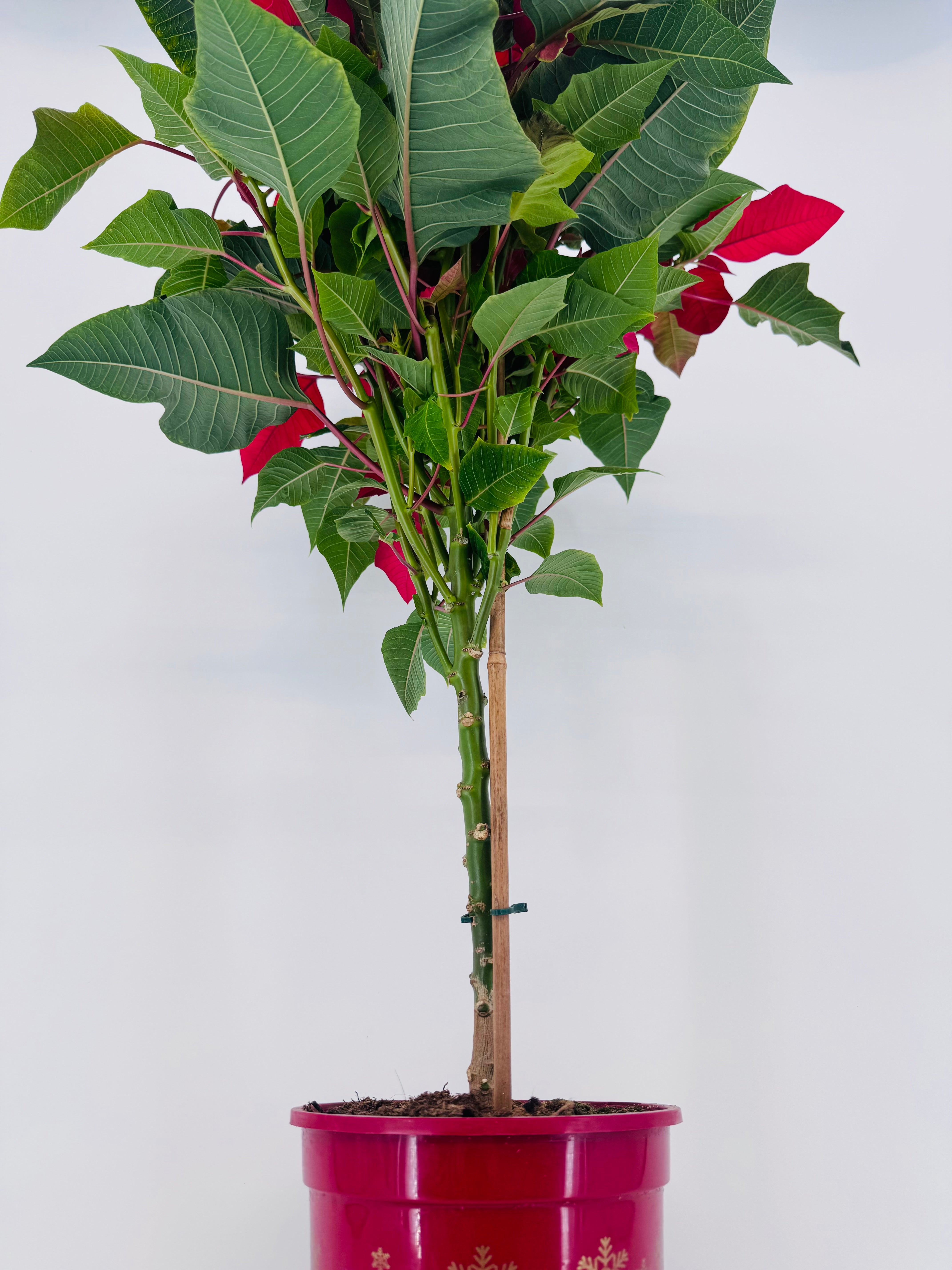 FLOR DE PASCUA POINSETIA COPA M20