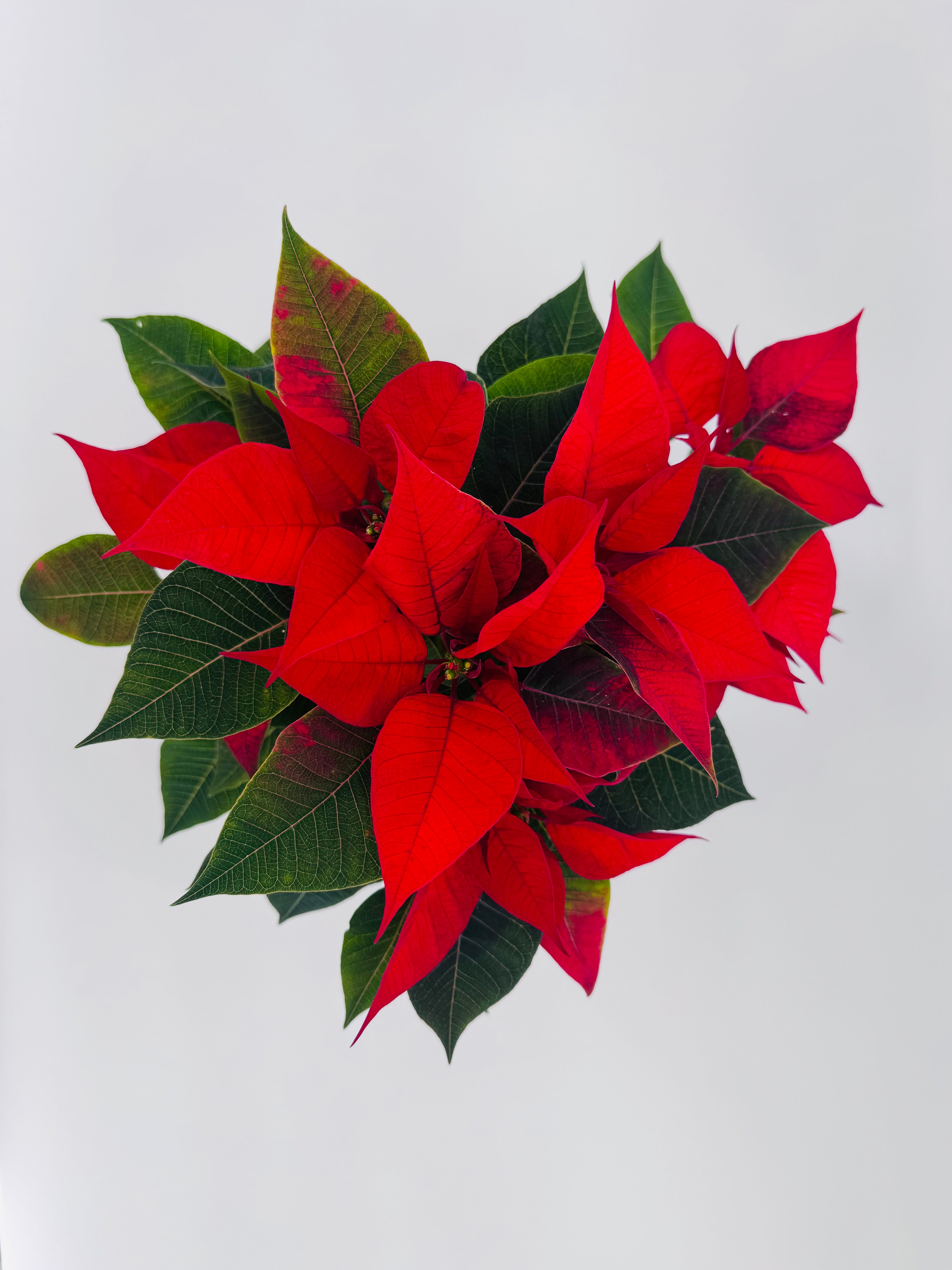 FLOR DE PASCUA POINSETIA M13