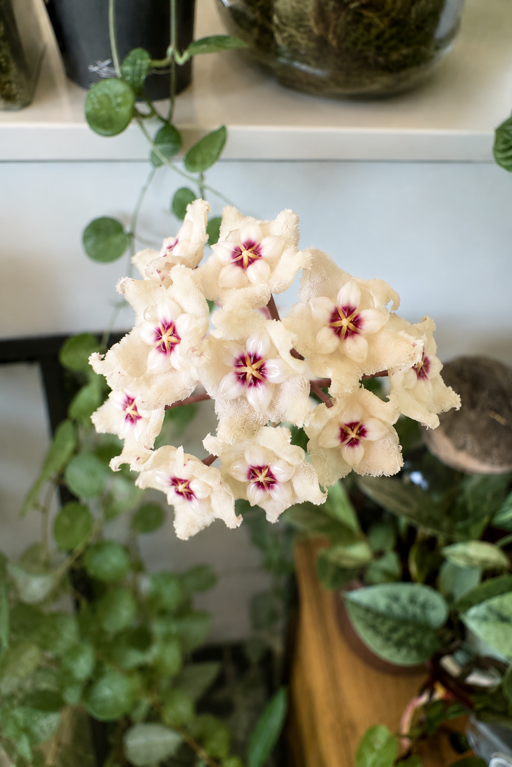 HOYA MATHILDE SPLASH M12
