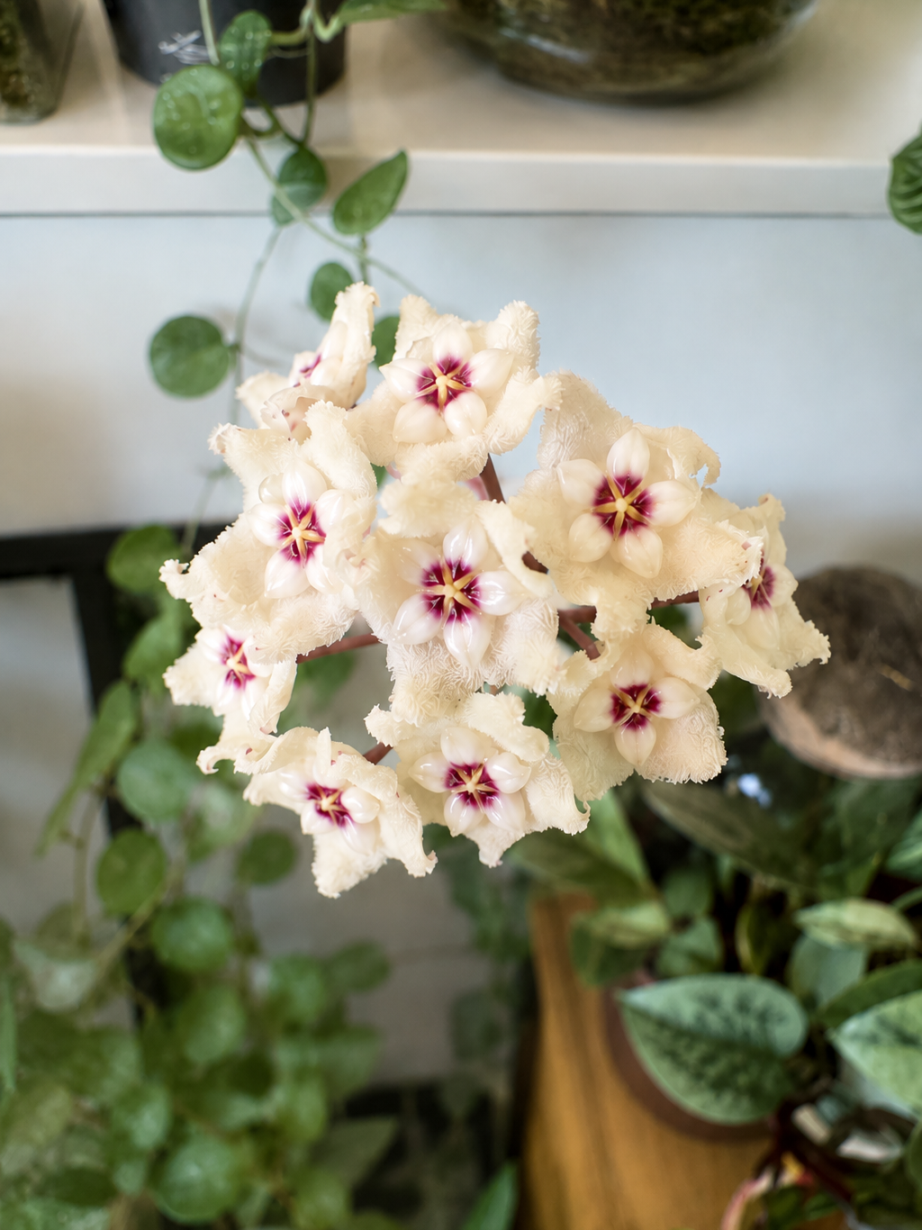 Racimo de flores blancas cerosas con centro rosado y hojas redondeadas con salpicaduras plateadas de una Hoya Mathilde Splash.