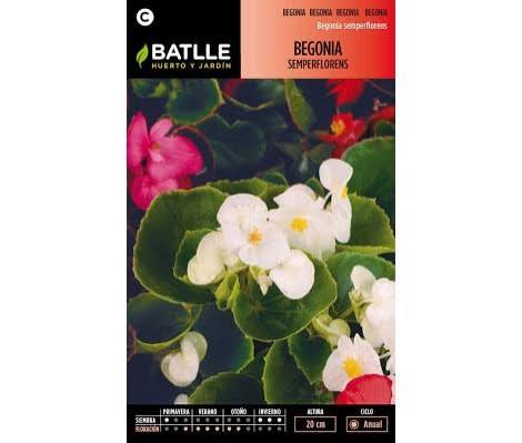BEGONIA SEMPERFLORENS