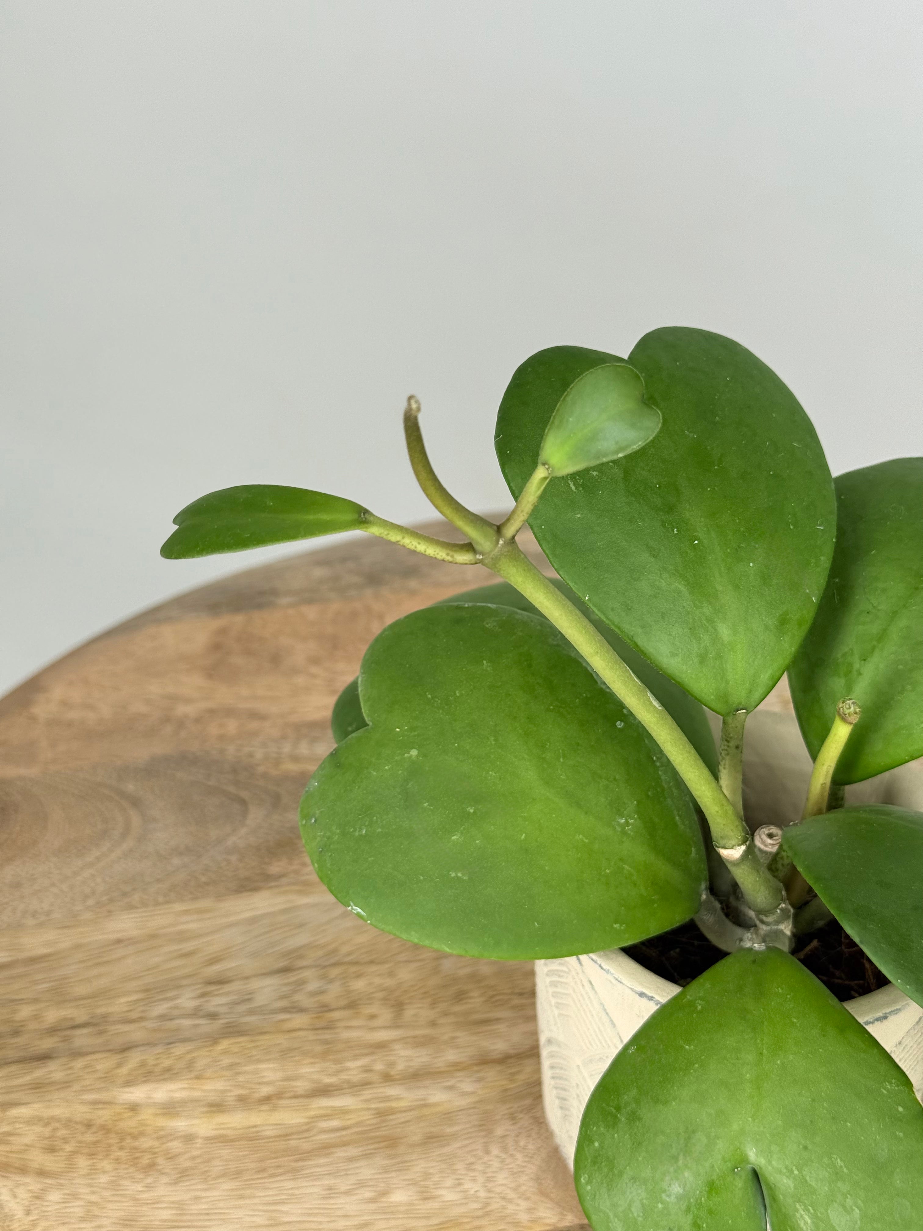 HOYA KERRII M8