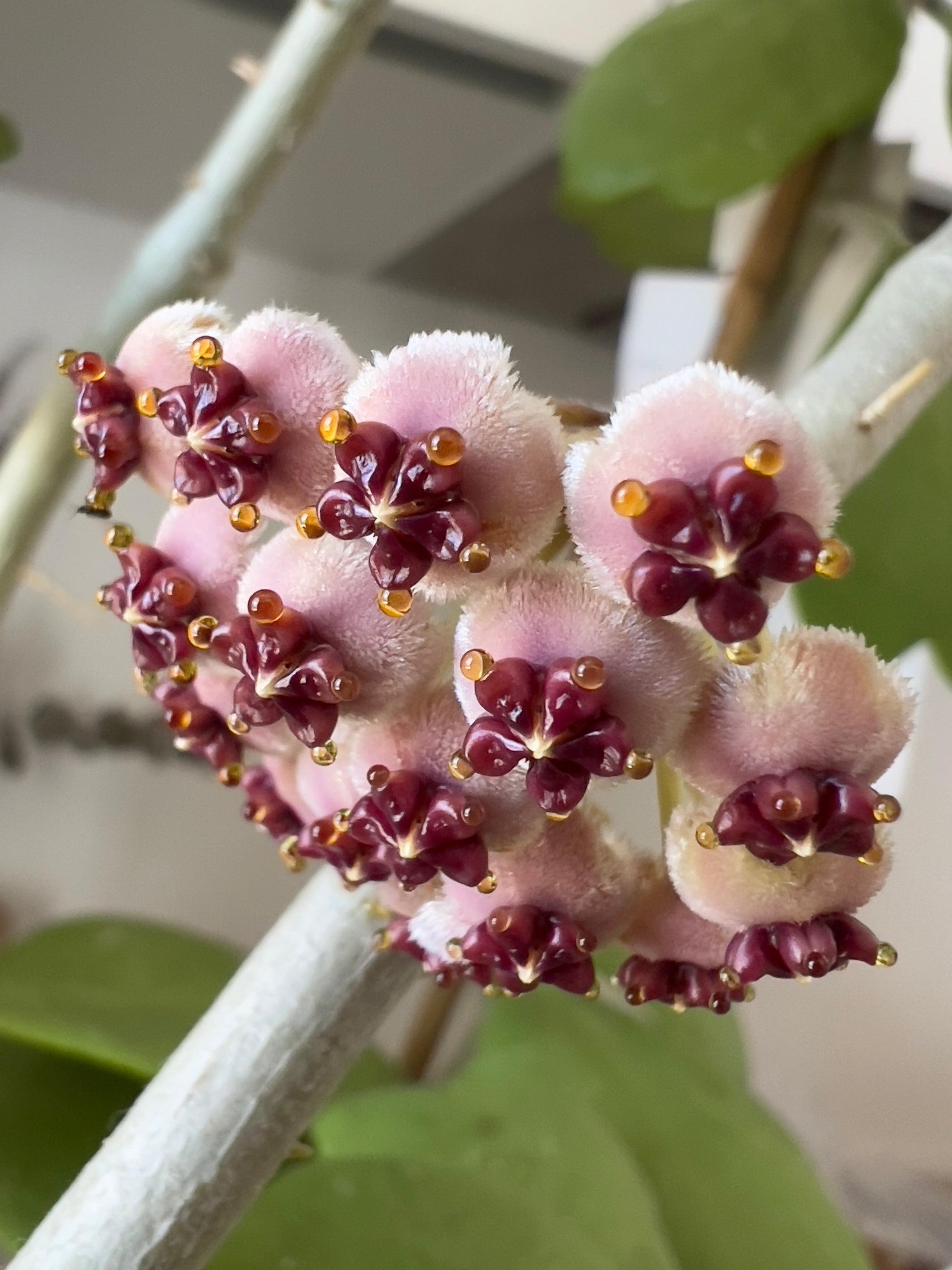 HOYA KERRII 16TRAY M8