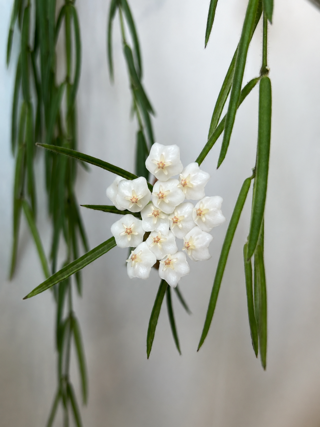 HOYA LINEARIS M14