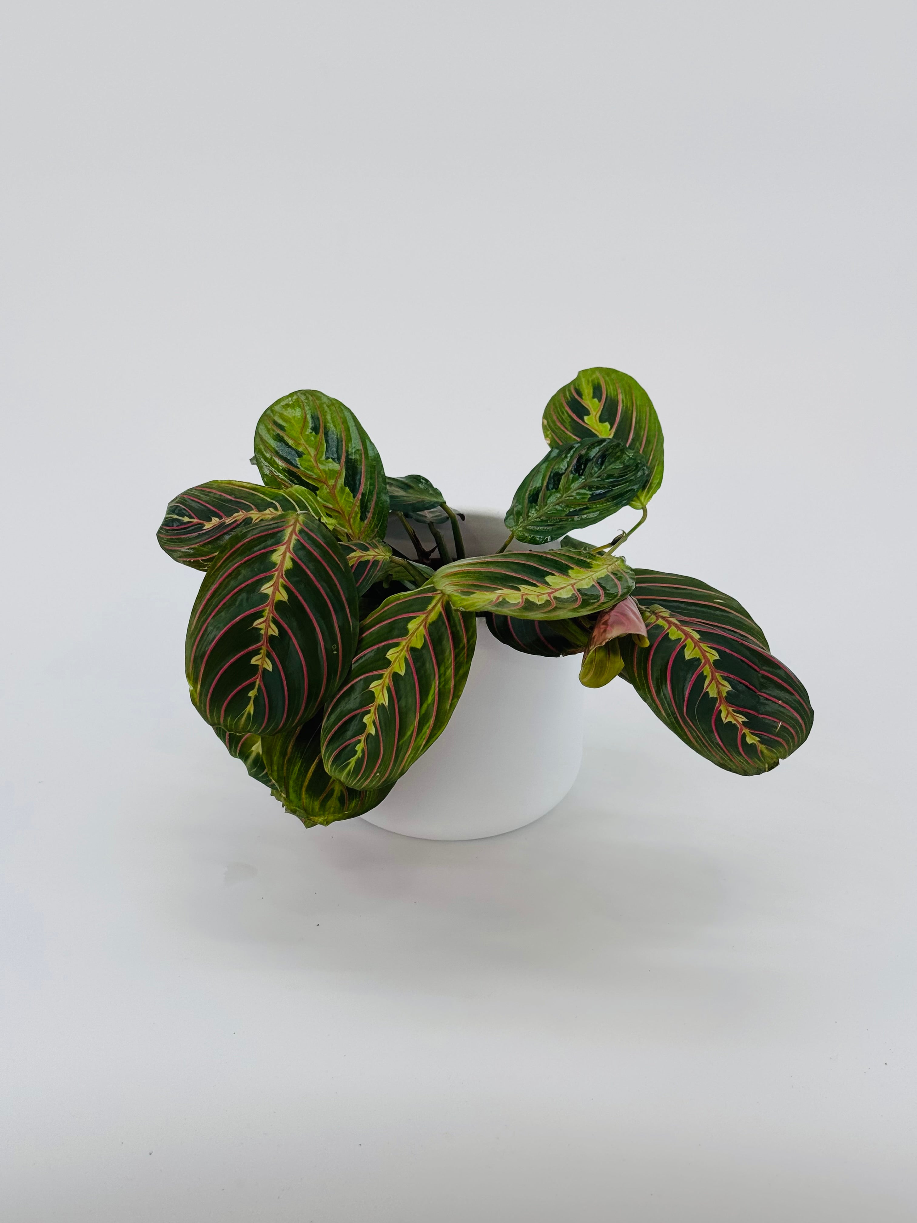 MARANTA LEU. FASCINATOR