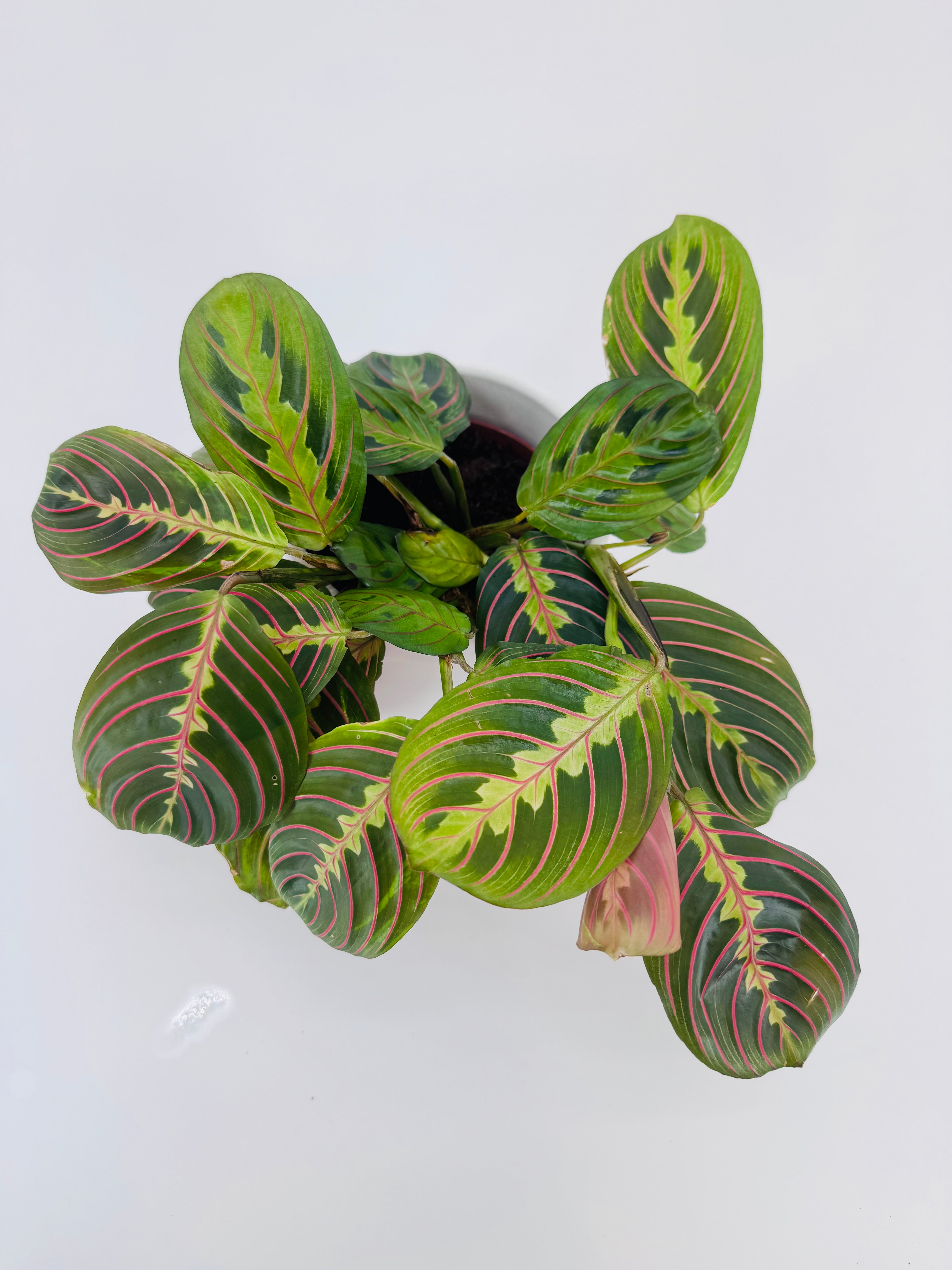 MARANTA LEU. FASCINATOR