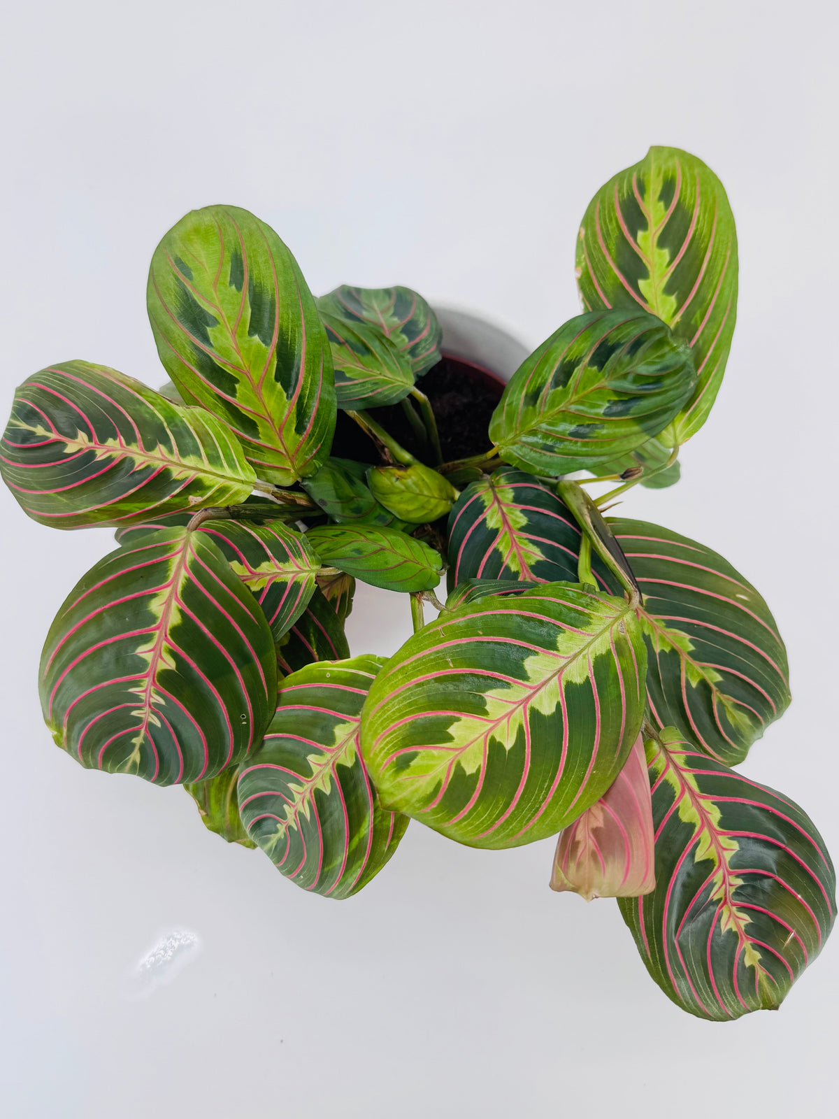 Maranta leuconeura 'Fascinator' con hojas verdes ovaladas y nervaduras rojizas en maceta blanca.