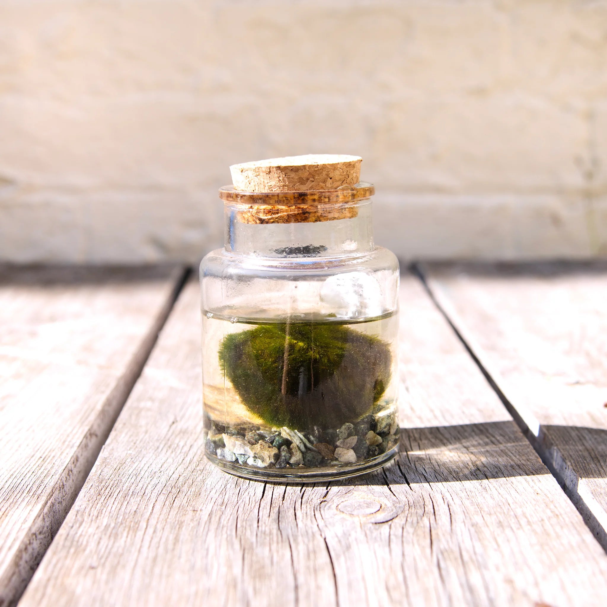 MARIMO 90544