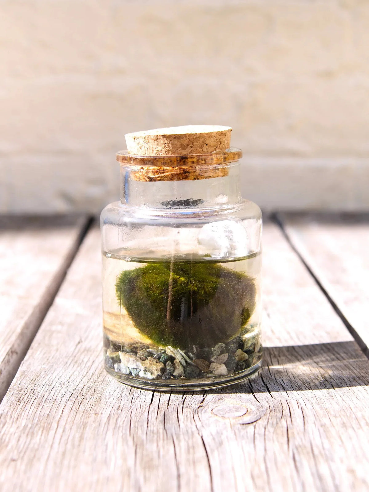 MARIMO DECORATIVO