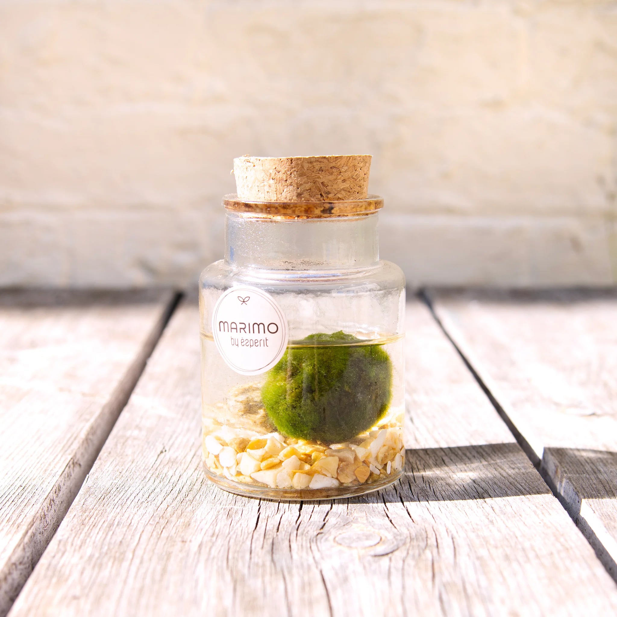 MARIMO 90544