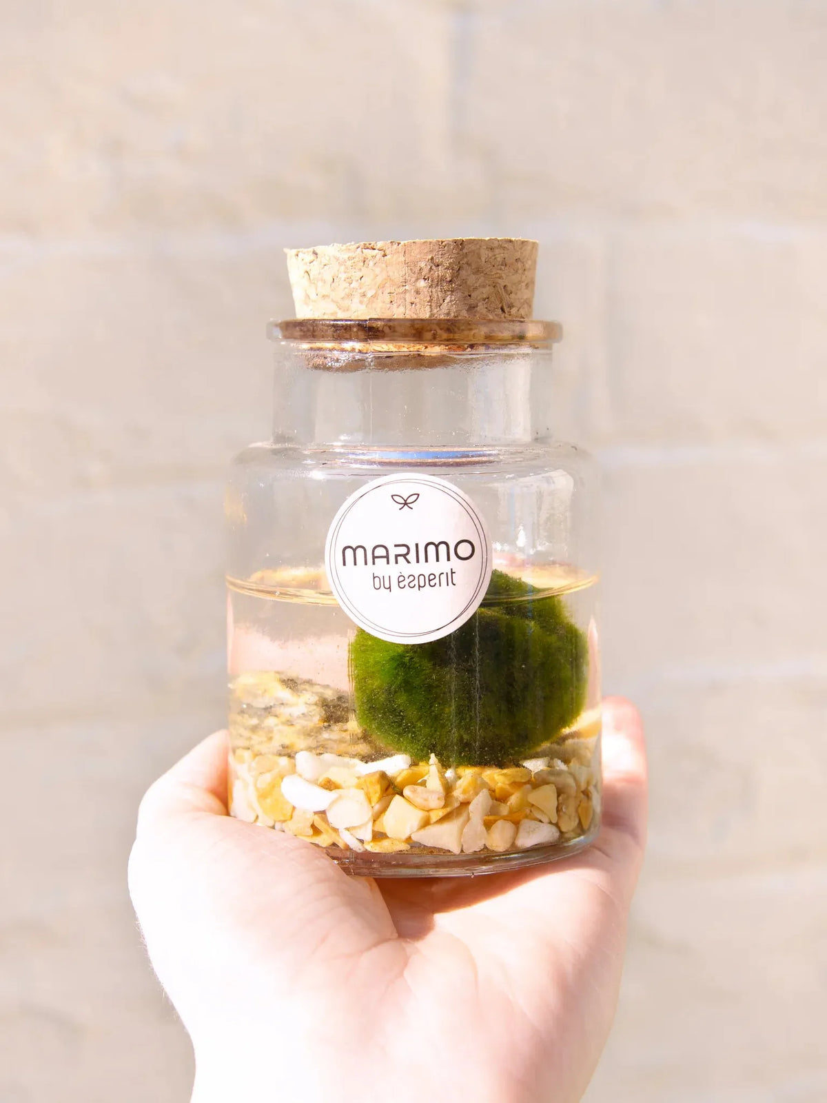 MARIMO DECORATIVO