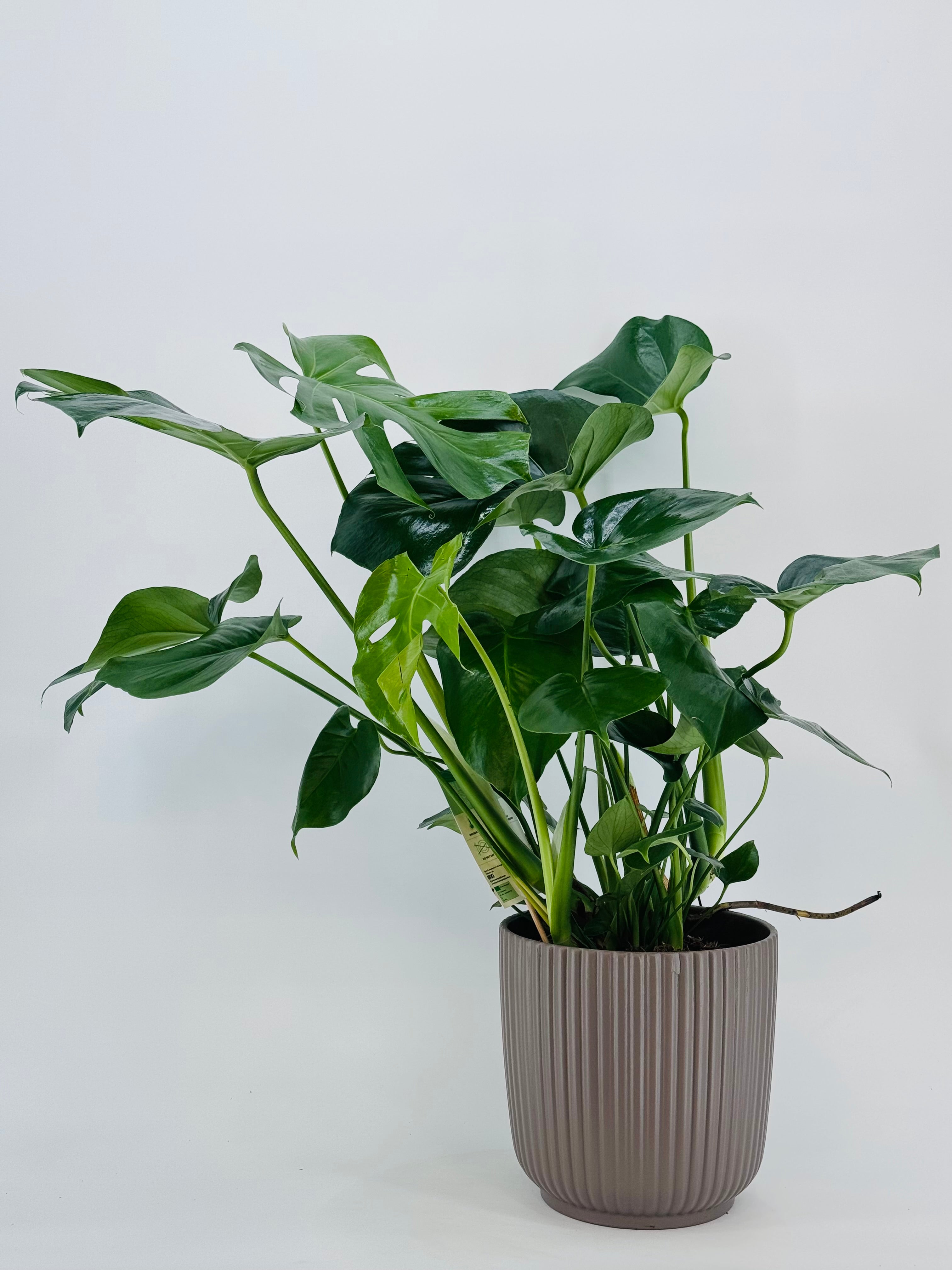 MONSTERA DELICIOSA M24
